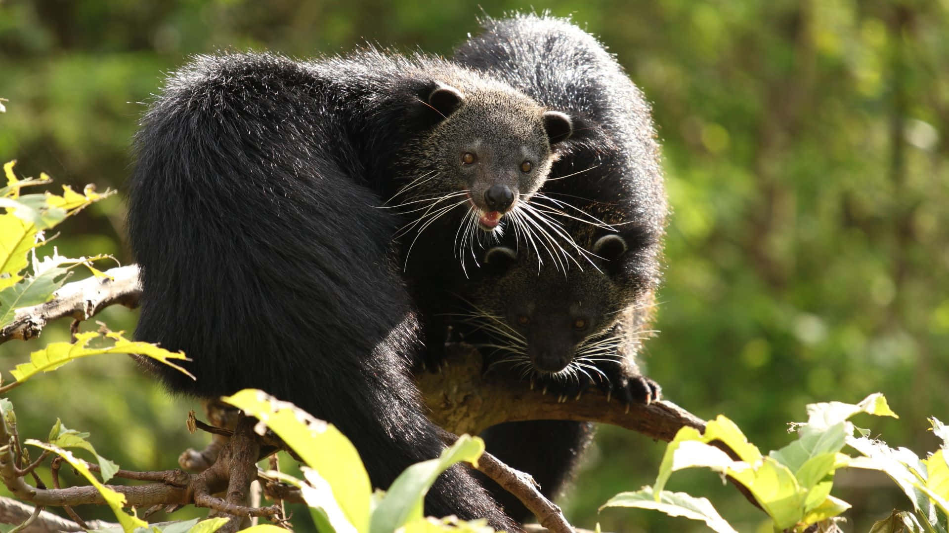 binturong, shaggy black fur, long whiskers, Full HD Desktop Wallpaper