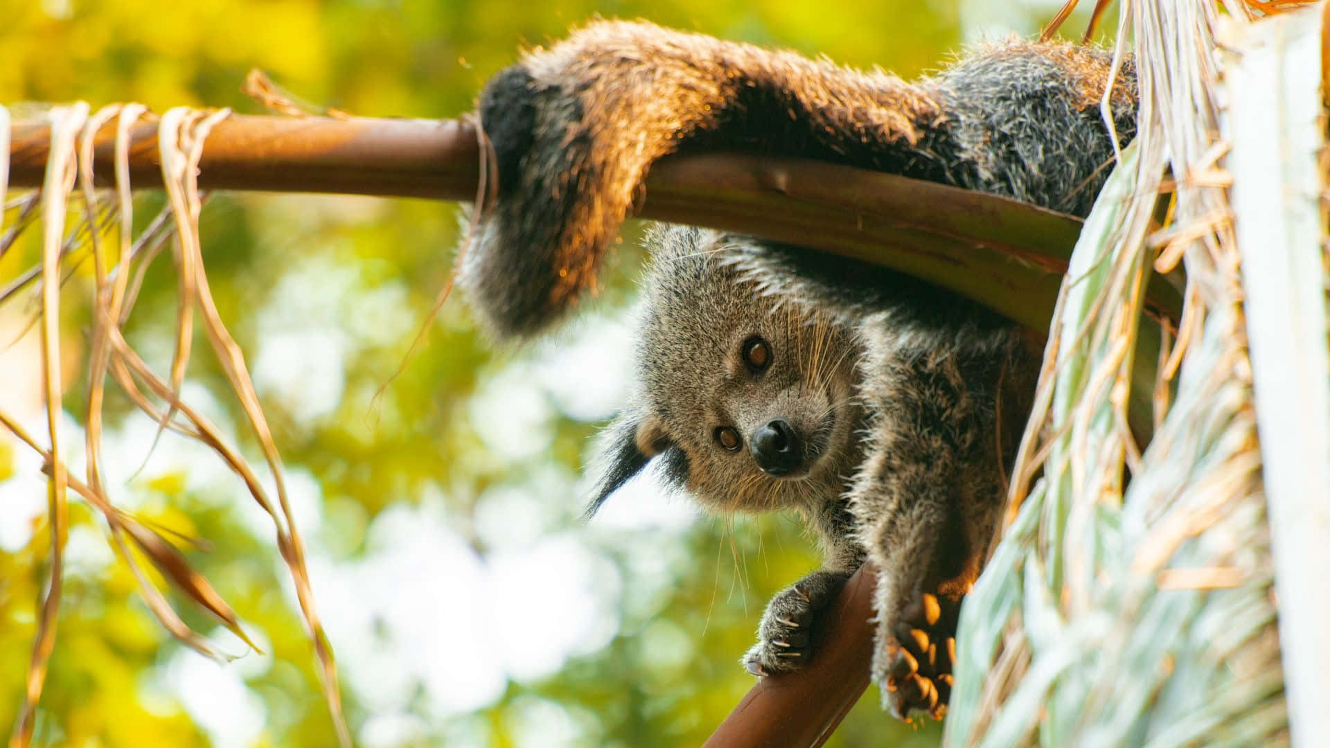 Binturong, bamboo branch, sunlit green backdrop, Full HD Desktop Wallpaper