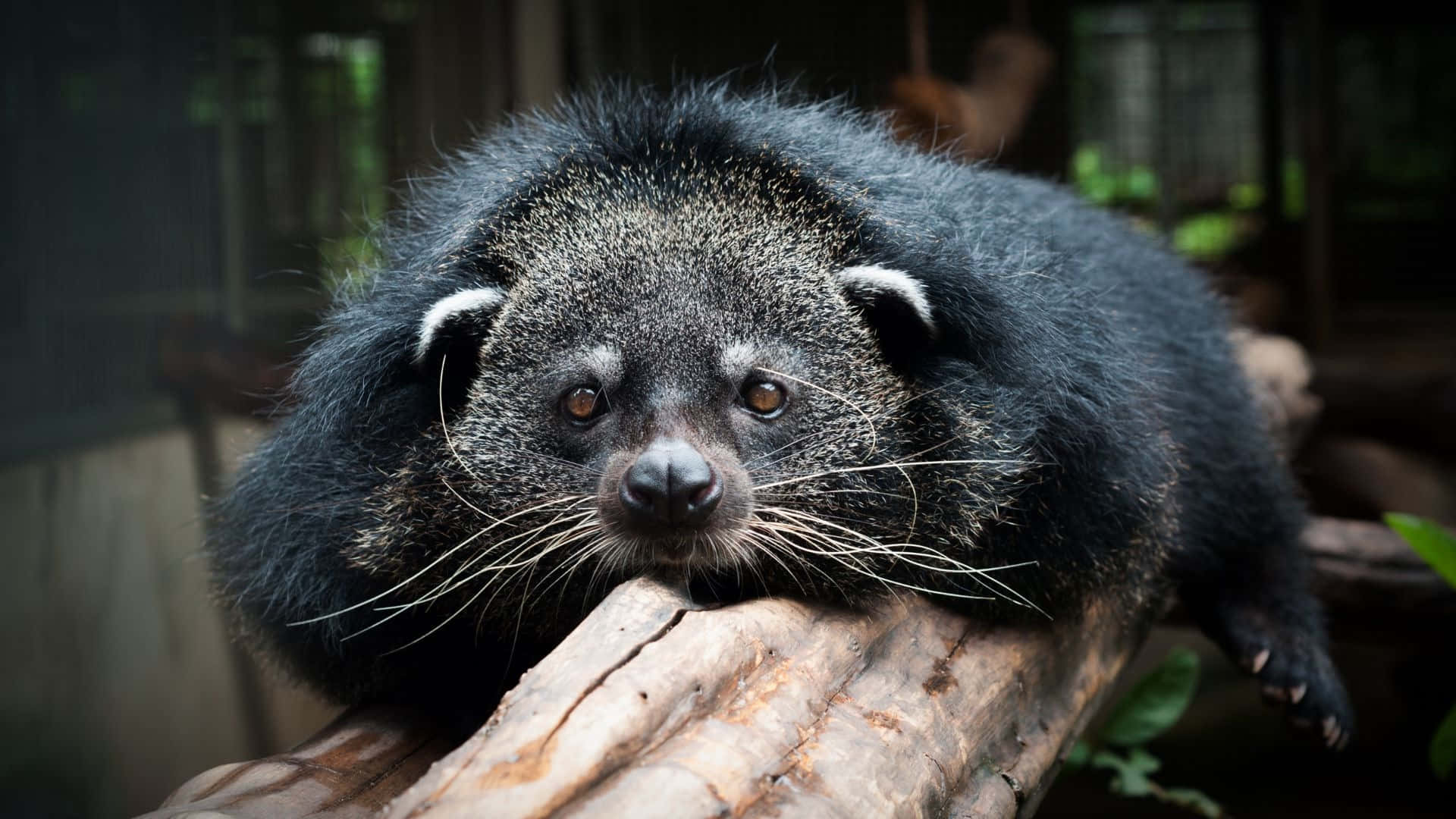 binturong, weathered log, amber eyes, Full HD Desktop Wallpaper
