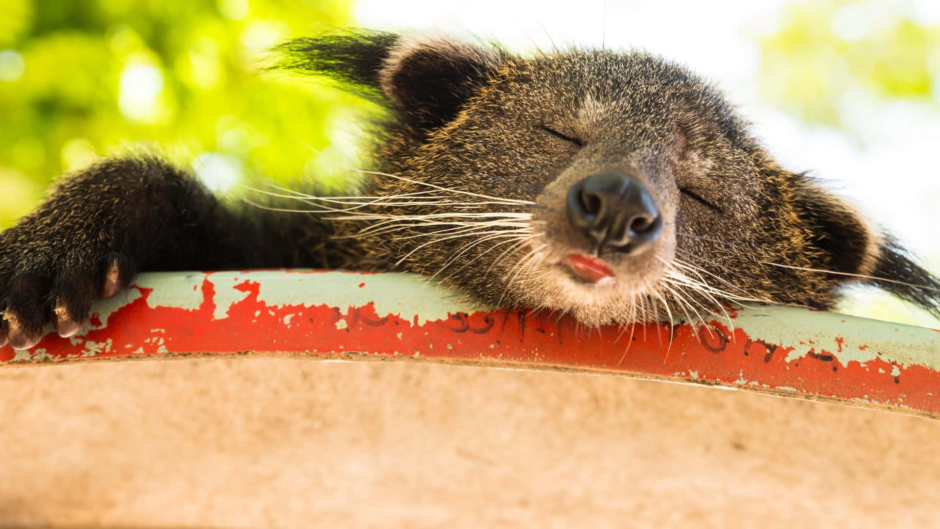 binturong, branch, weathered red and beige surface, Full HD Desktop Wallpaper