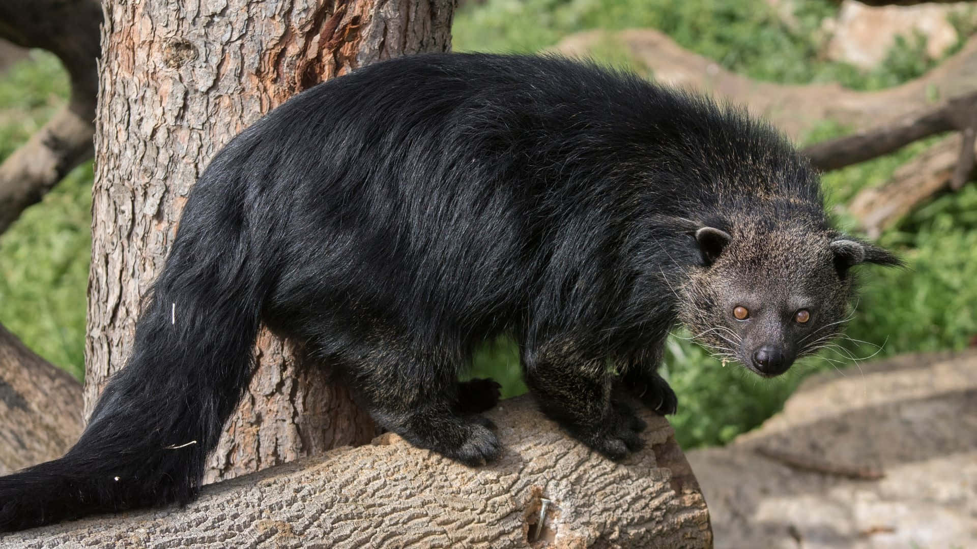 binturong, tree branch, lush green forest, Full HD Desktop Wallpaper