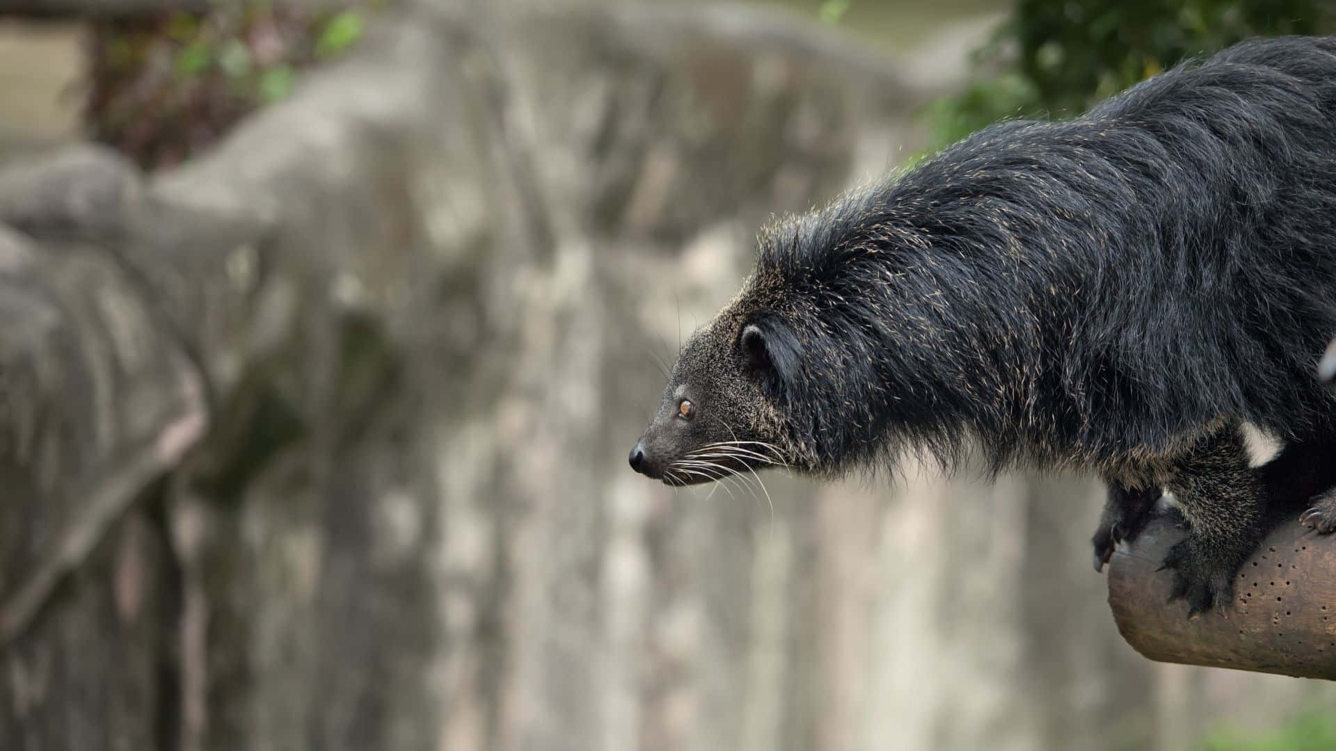 binturong, branch, rocky background, Full HD Desktop Wallpaper