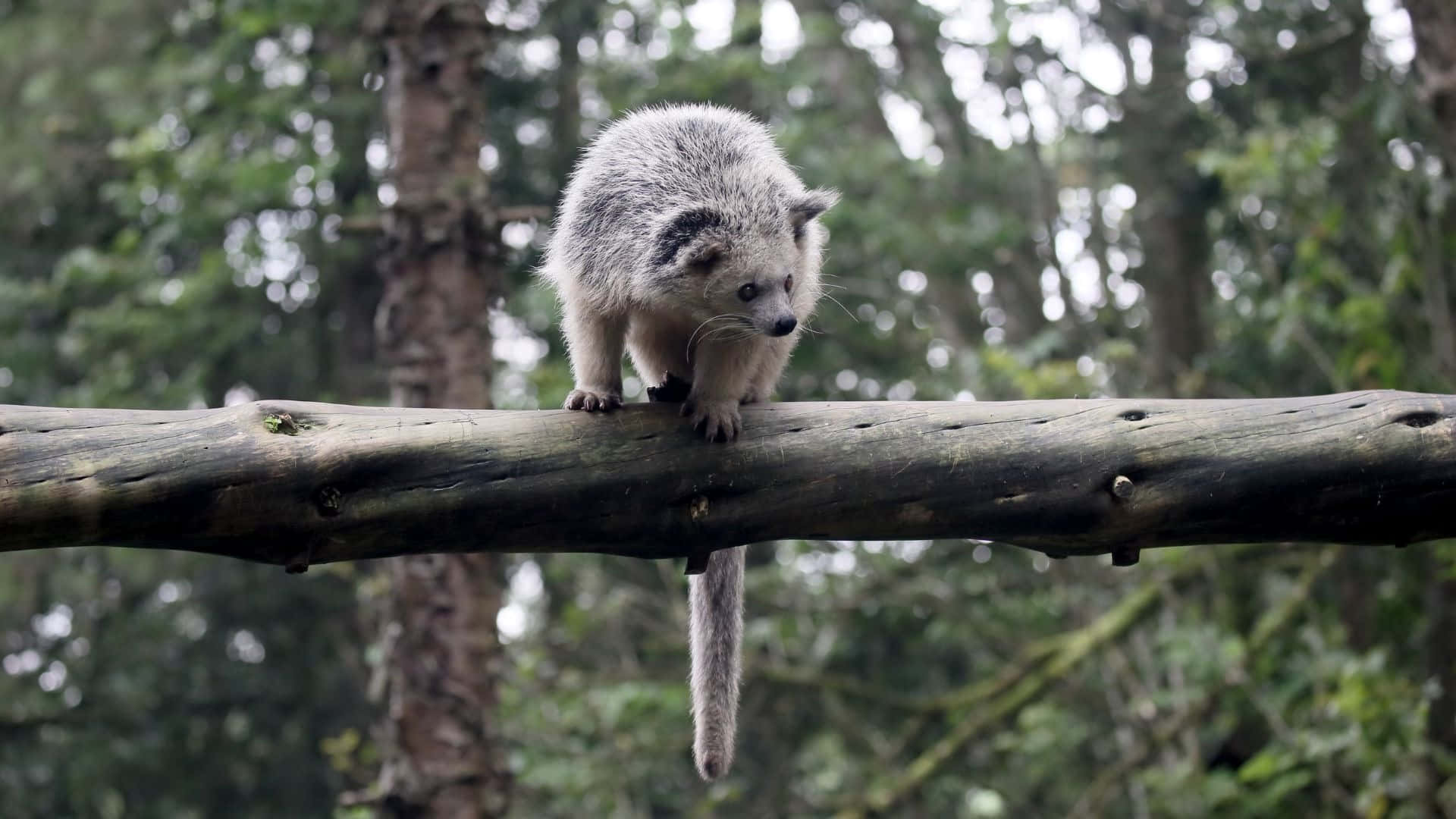 Binturong, tree branch, mossy tree branch, Full HD Desktop Wallpaper