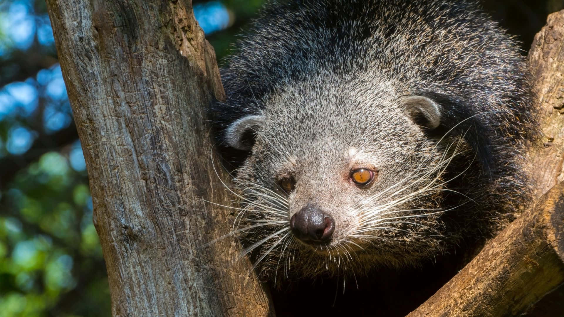 binturong, tree, amber eyes, Full HD Desktop Wallpaper