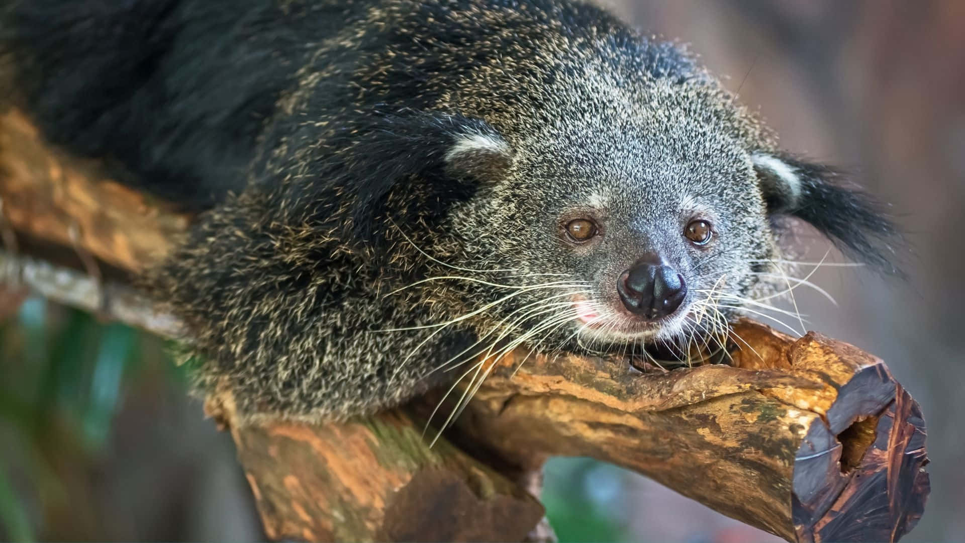 binturong, weathered tree branch, soft fur, Full HD Desktop Wallpaper