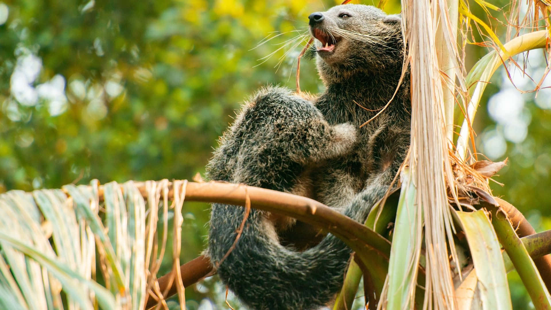 binturong, palm tree branch, lush green jungle, Full HD Desktop Wallpaper