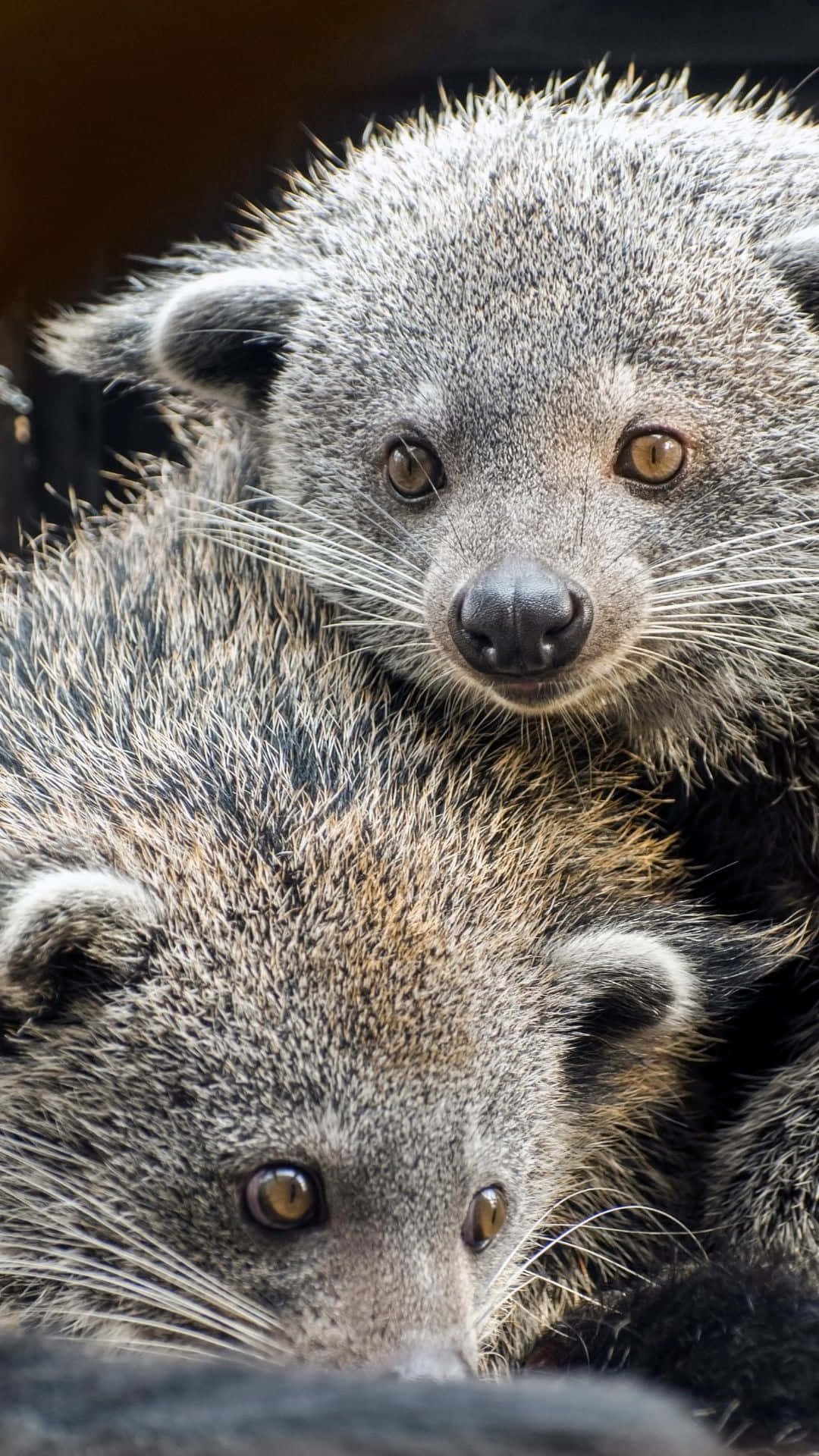 binturongs, shaggy gray fur, amber eyes, Full HD Phone Wallpaper