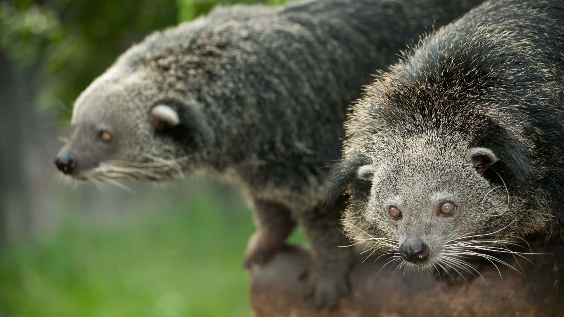 binturong, tree branch, lush green forest, Full HD Desktop Wallpaper