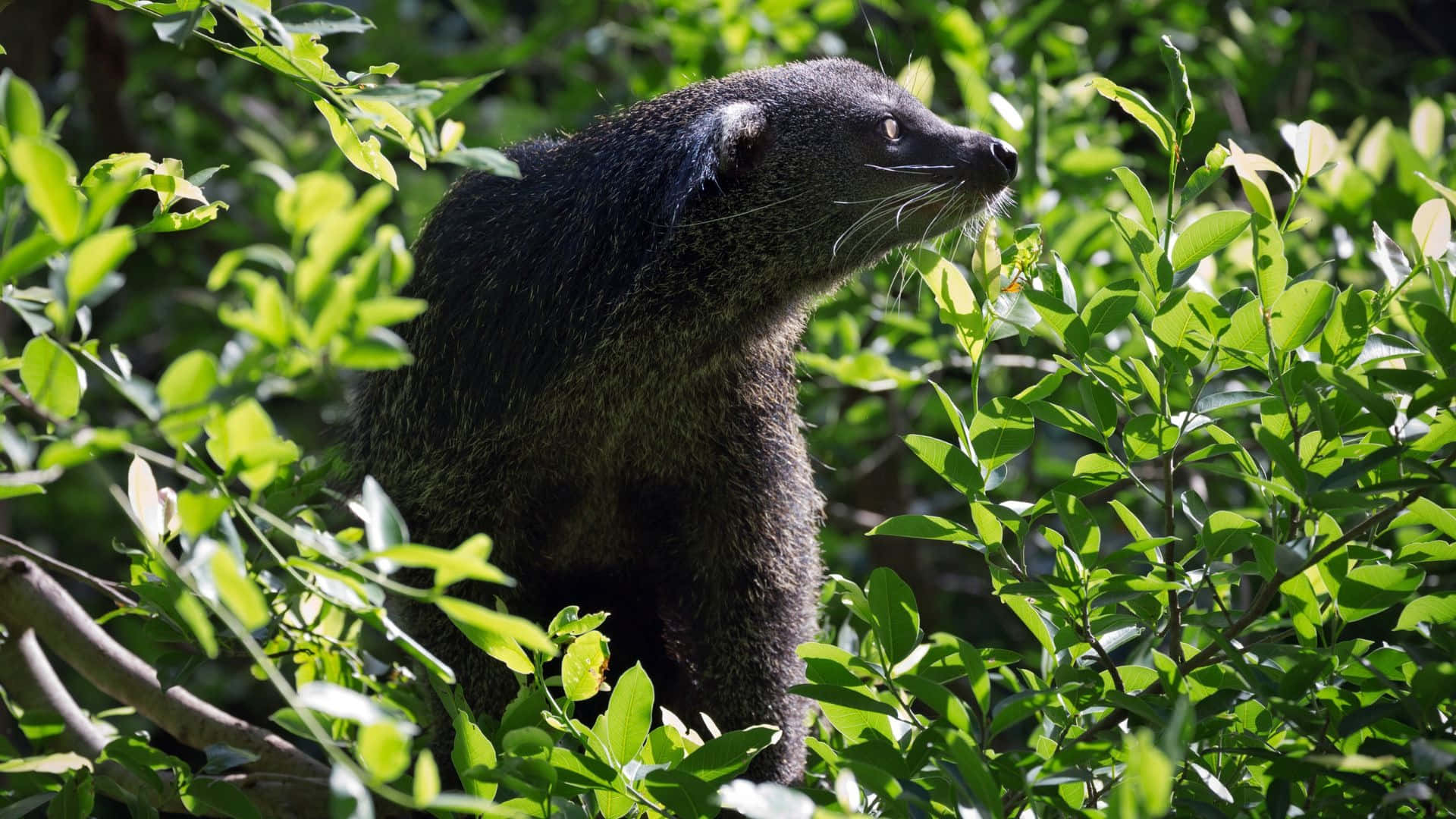 Binturong, green foliage, sunlit forest undergrowth, Full HD Desktop Wallpaper