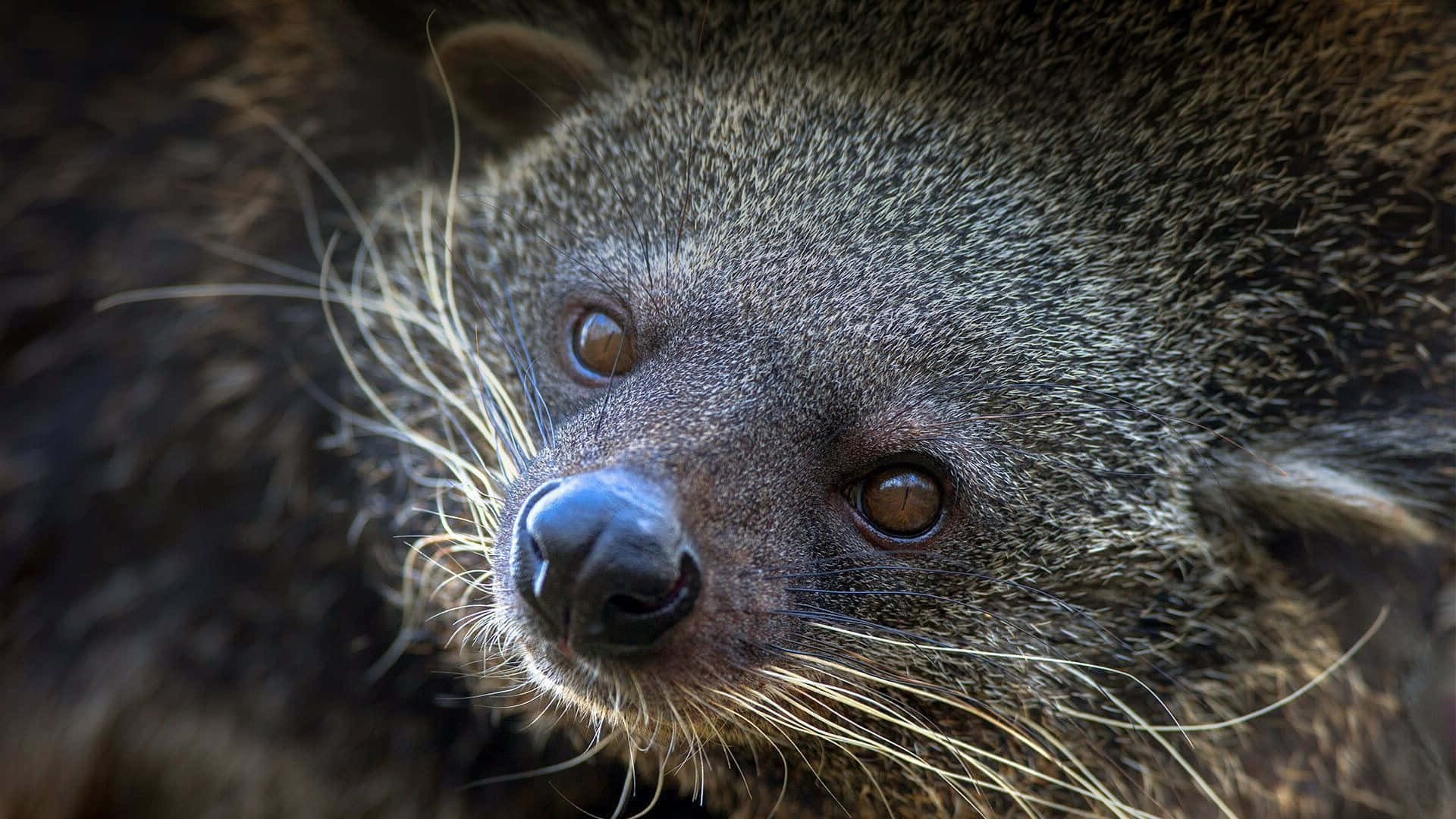 binturong, dark fur, long whiskers, Full HD Desktop Wallpaper