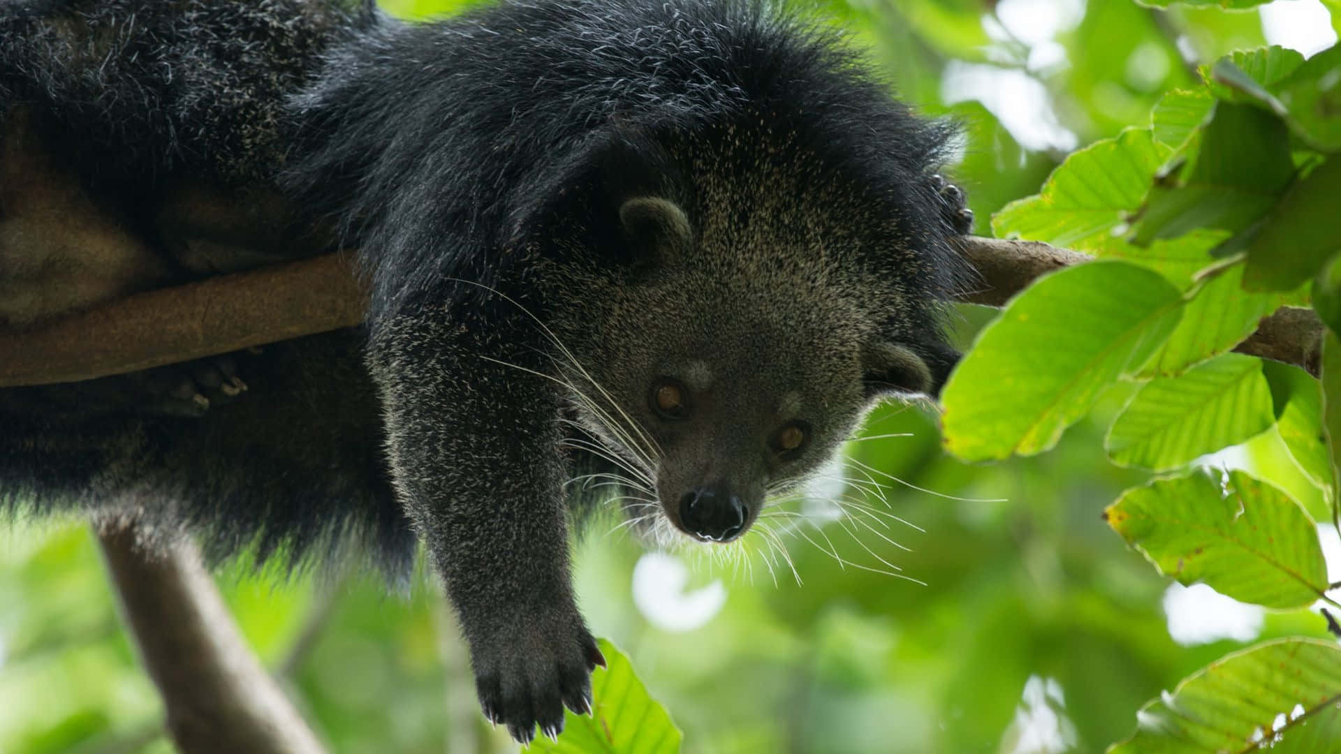 binturong, tree canopy, shaggy black fur, Full HD Desktop Wallpaper