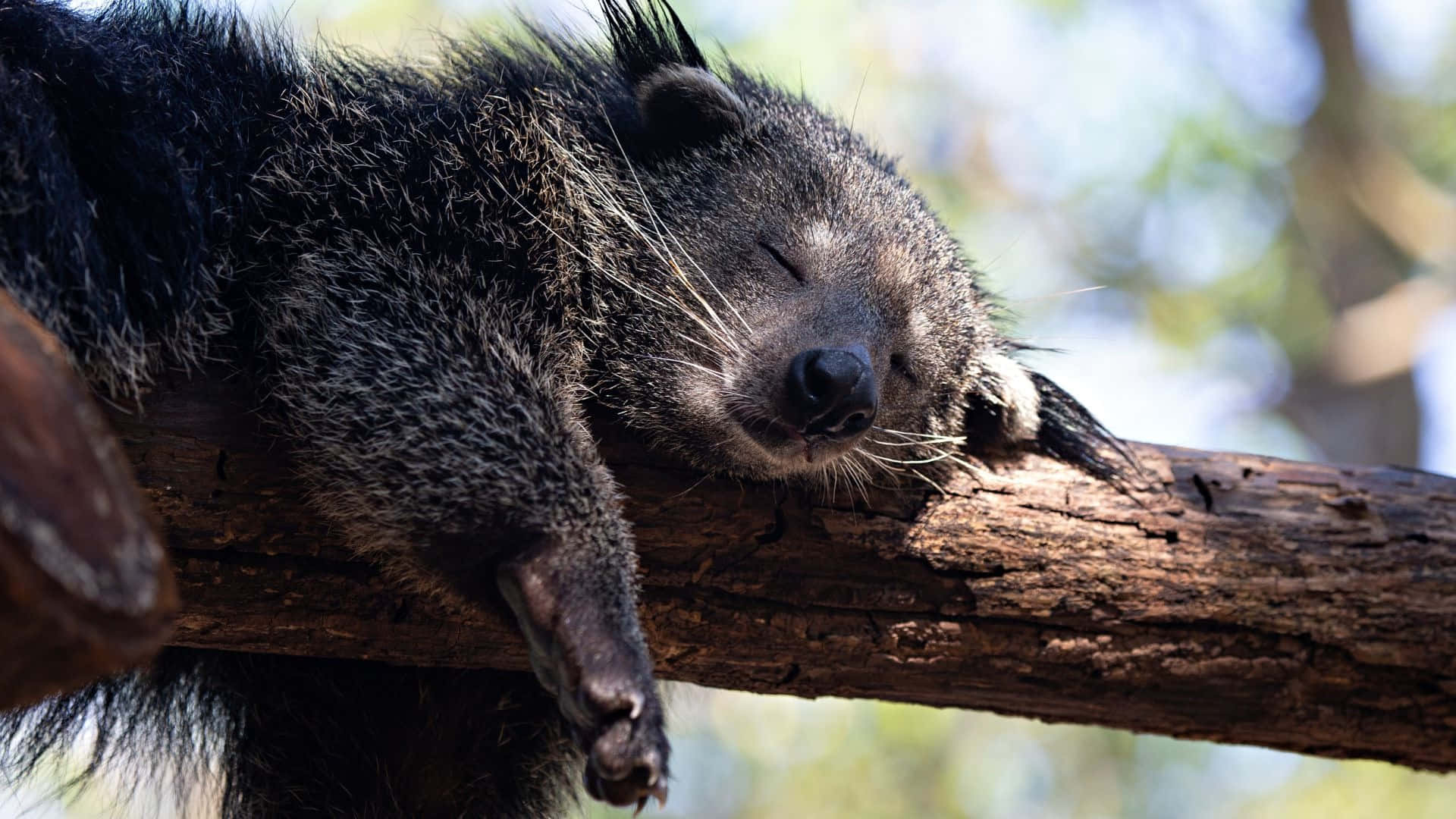 binturong, tree branch, sunlit, Full HD Desktop Wallpaper