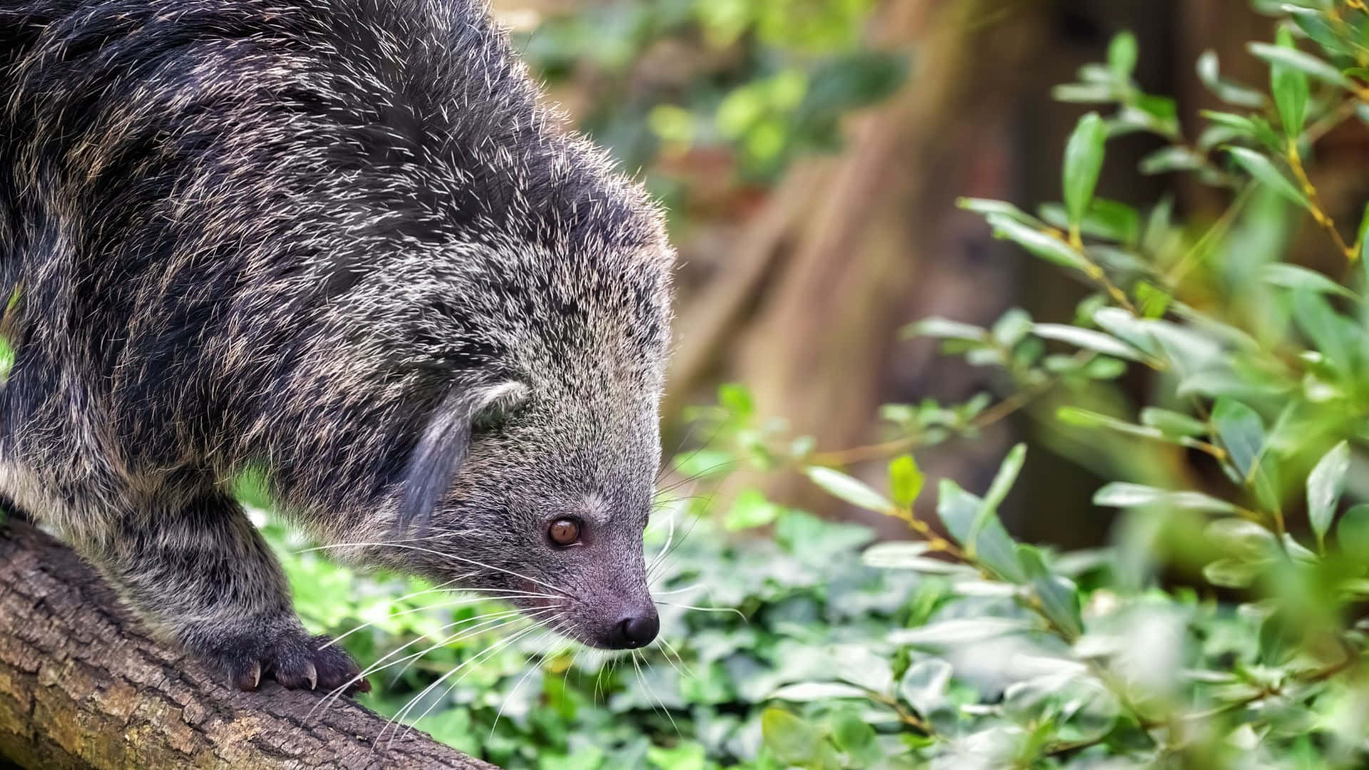 binturong, natural habitat, lush green forest, Full HD Desktop Wallpaper