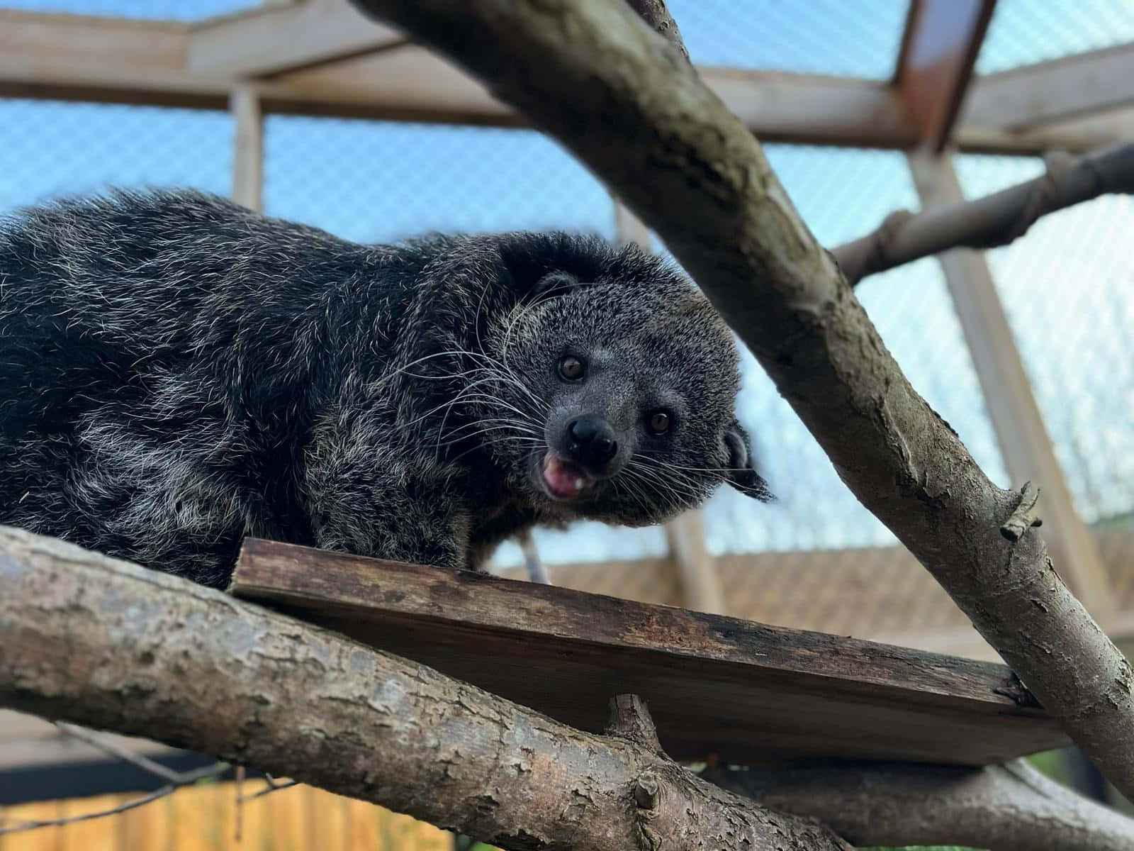 binturong, wooden branches, enclosure, HD Desktop Wallpaper