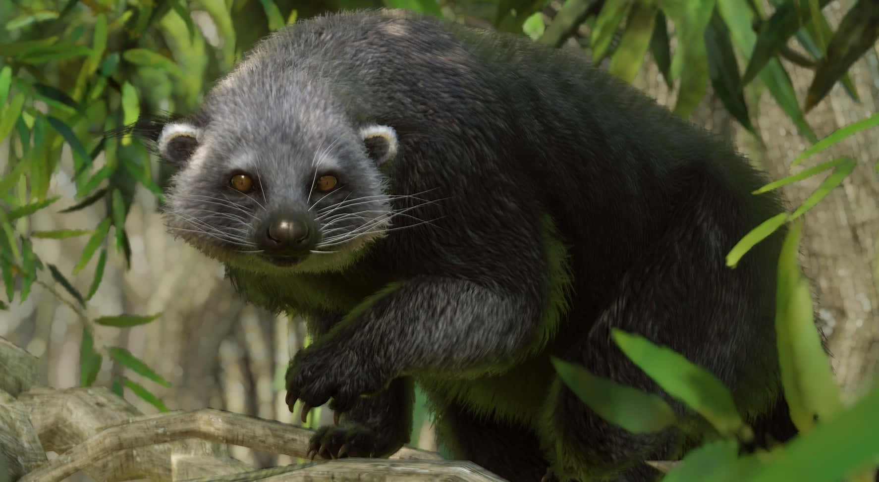 binturong, natural habitat, tree branch, HD Desktop Wallpaper