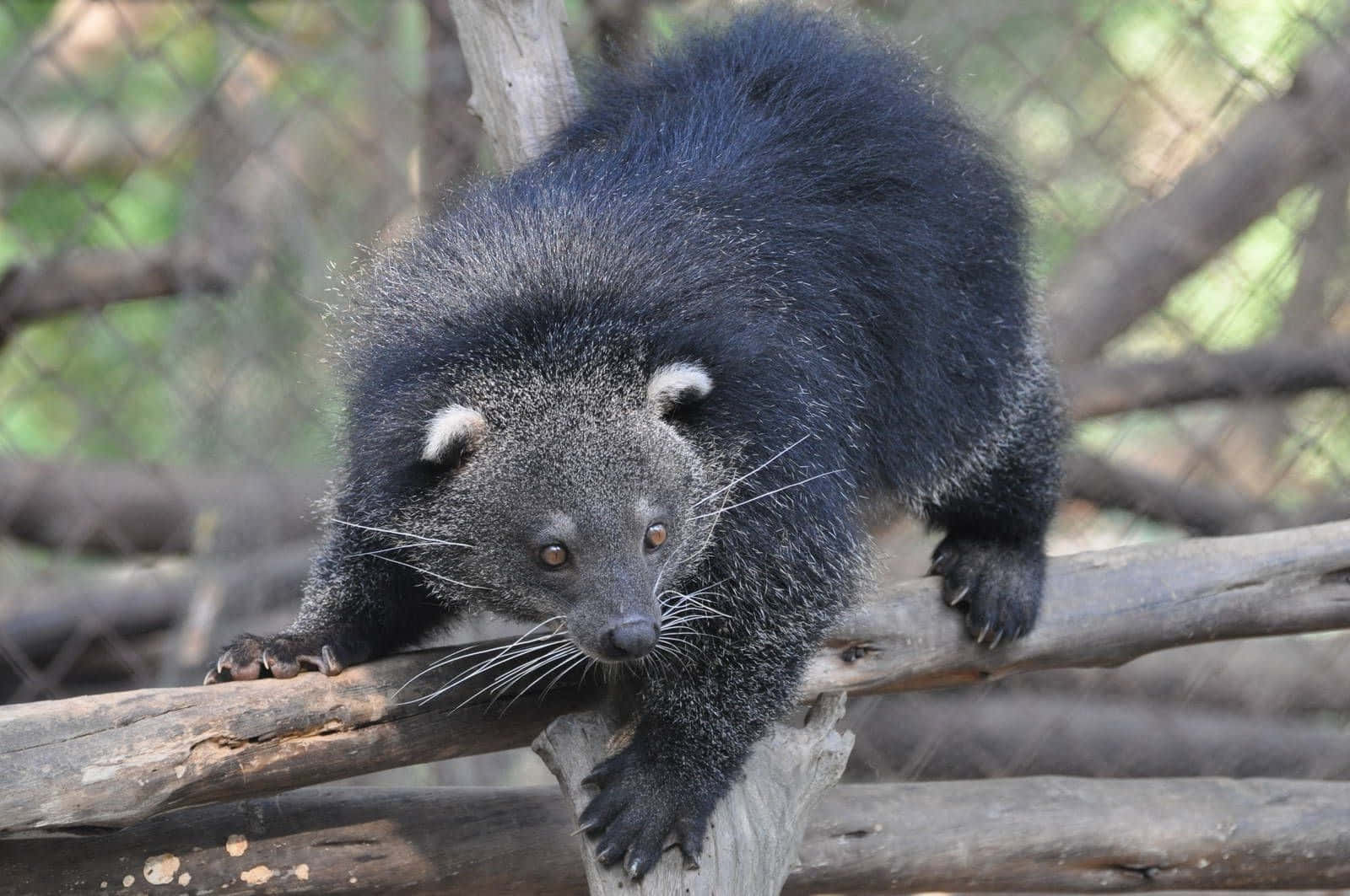binturong, log, forested enclosure, HD Desktop Wallpaper