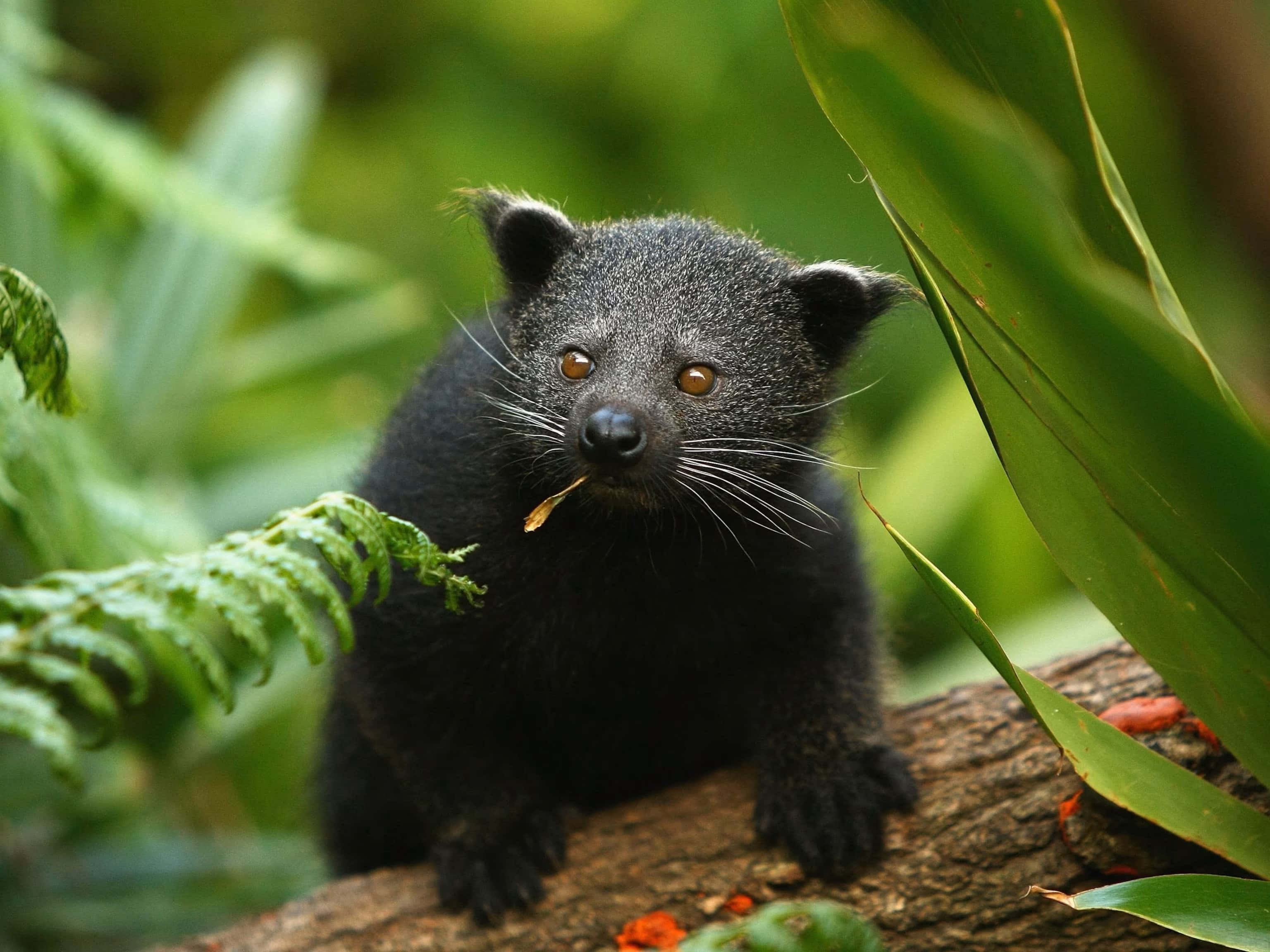 binturong, natural habitat, tree branch, 2K Desktop Wallpaper