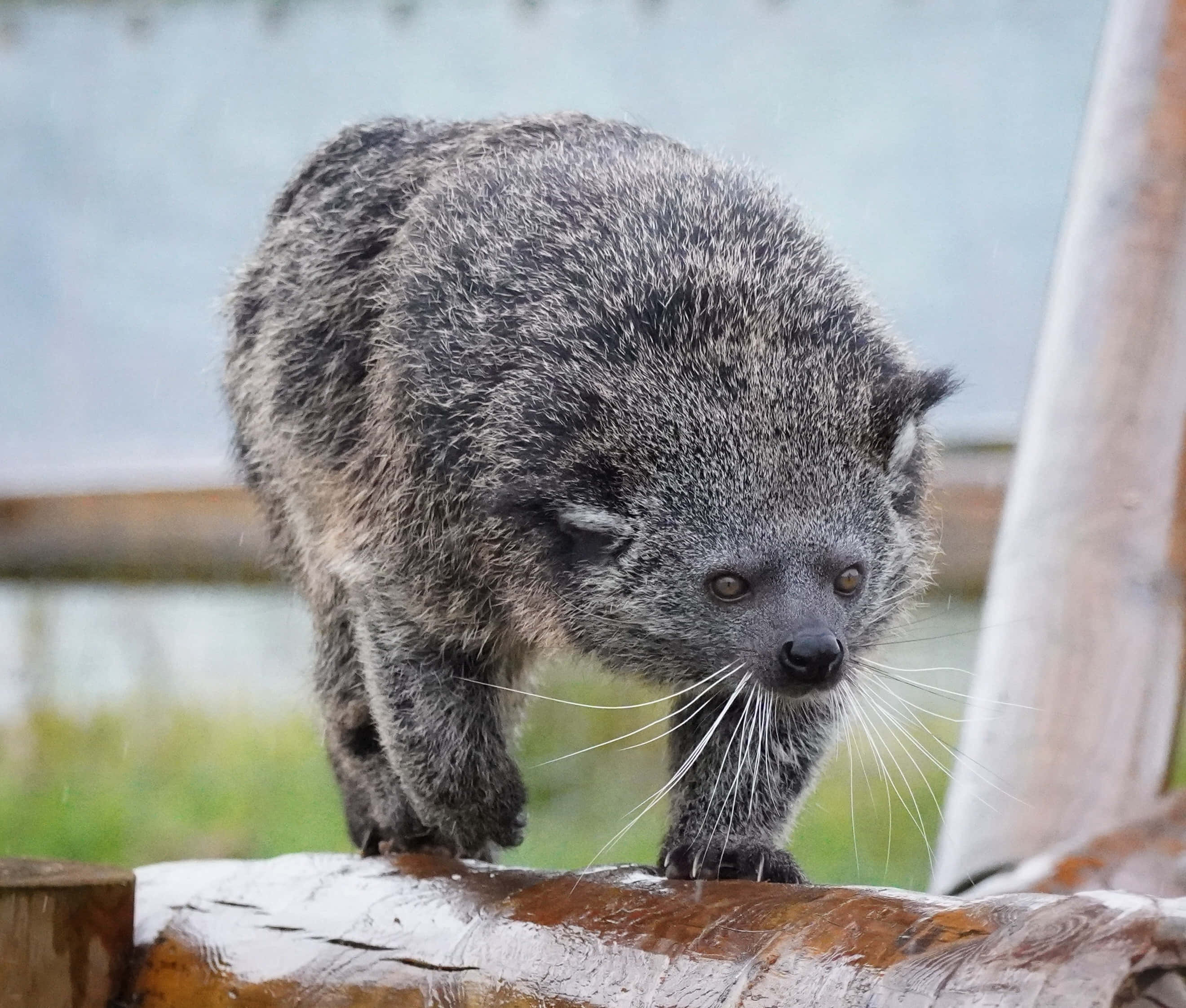 binturong, shaggy gray fur, long white whiskers, 2K Desktop Wallpaper