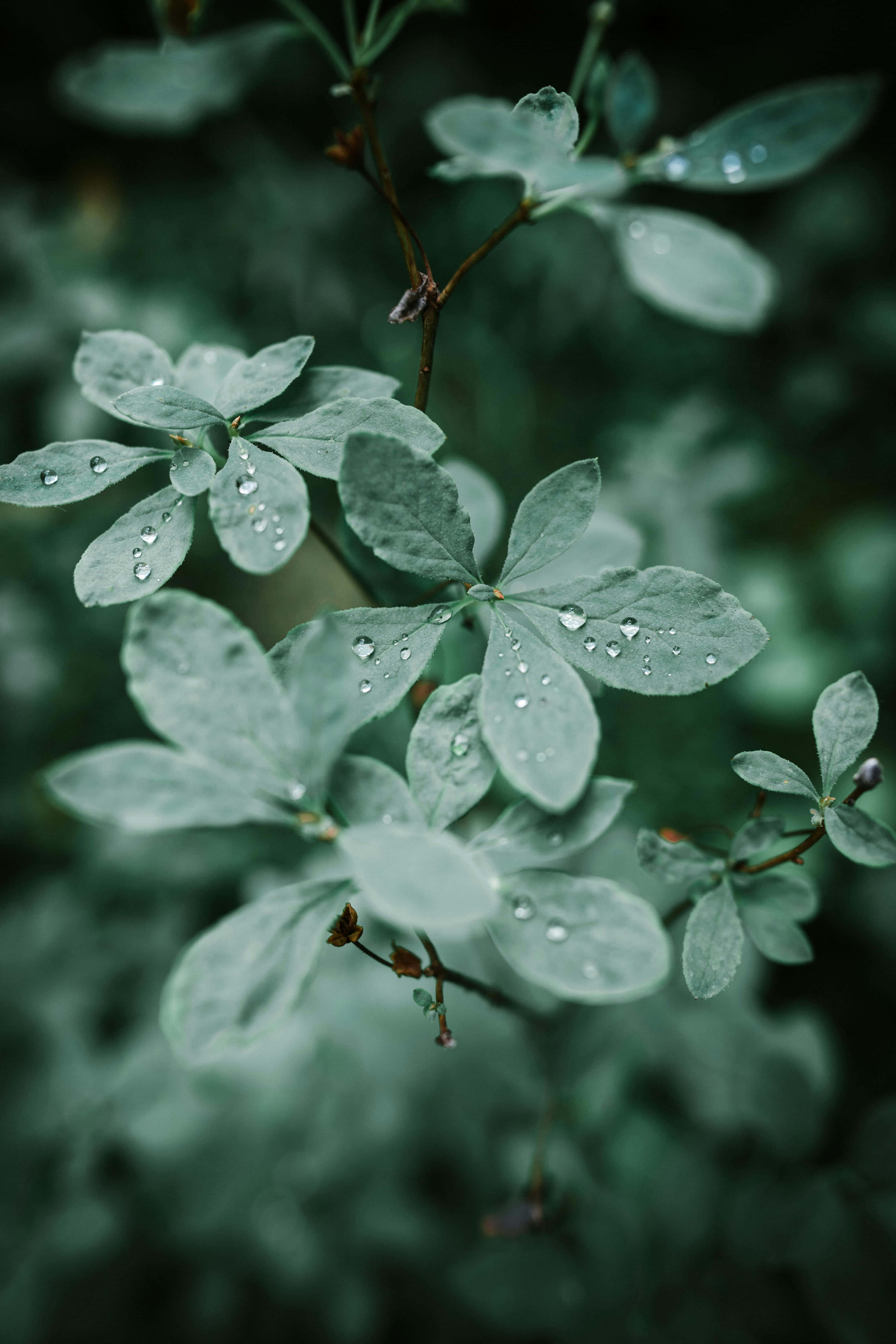 dewy leaves, delicate green leaves, fresh water droplets, 5K Phone Wallpaper