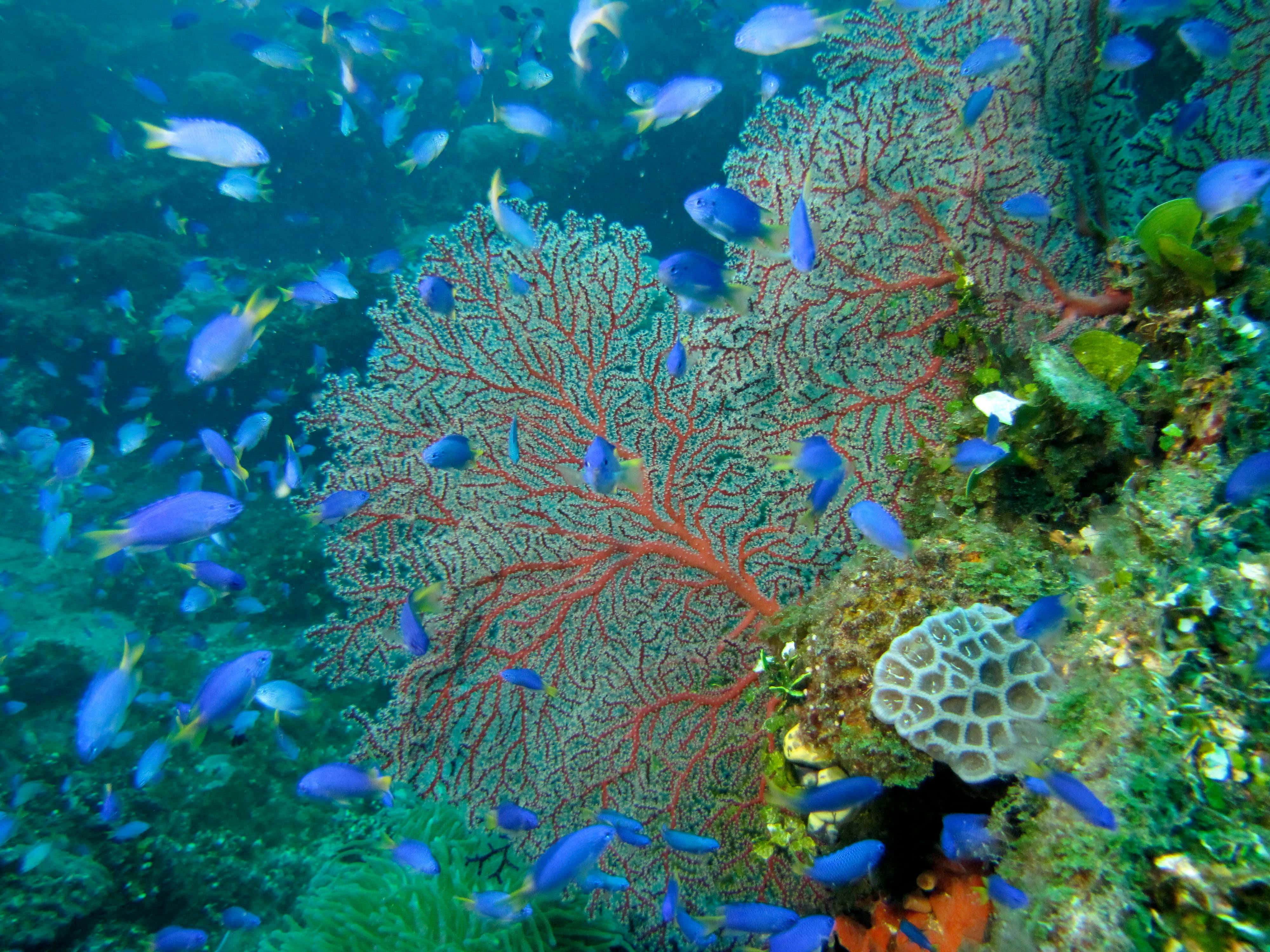 vibrant blue fish, intricate red coral formations, sunlit tropical reef, 4K Desktop Wallpaper