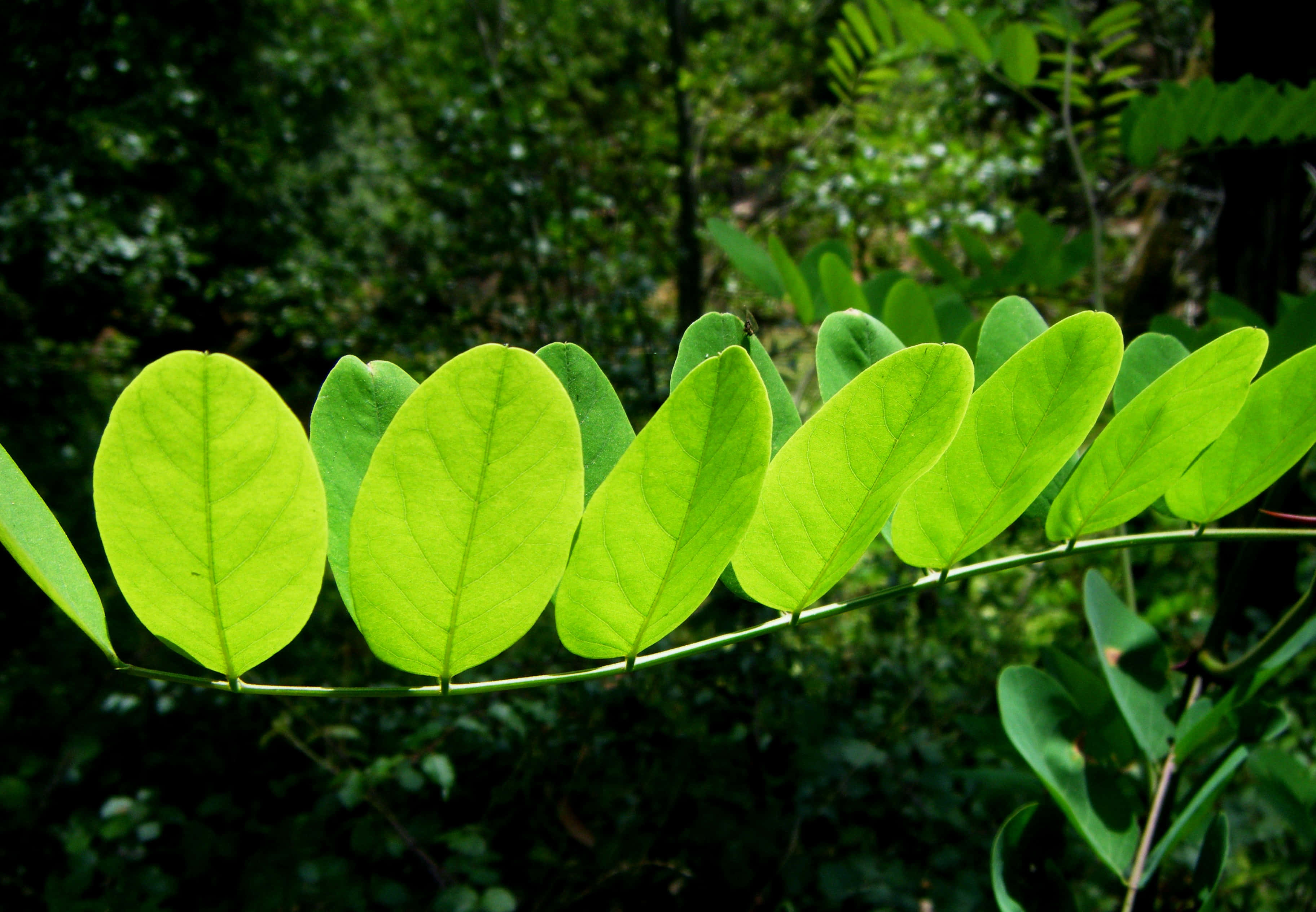 lime green, oval leaves, stem, 2K Desktop Wallpaper