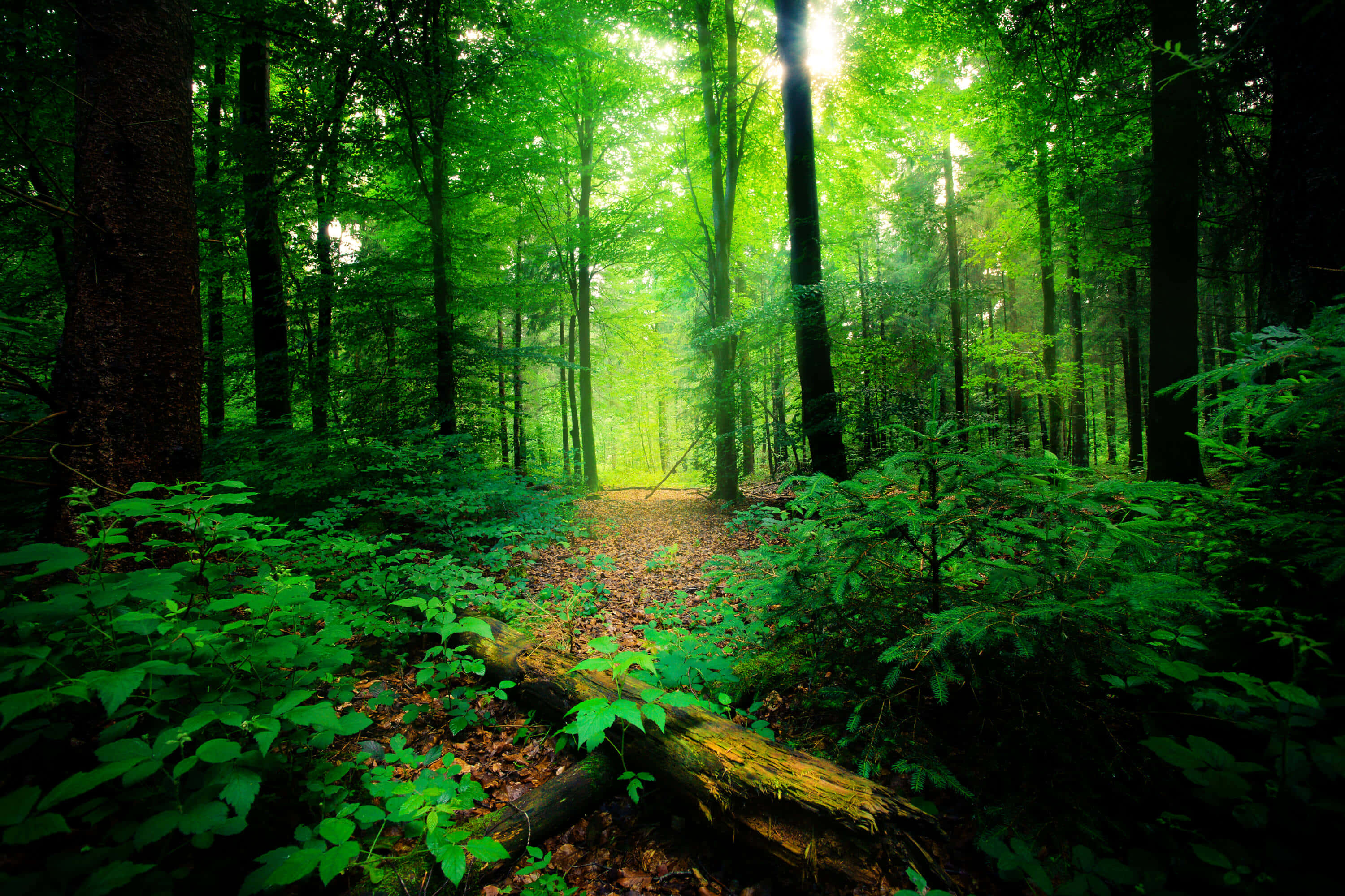 tropical rainforest, dense green forest, sunlight filters, 2K Desktop Wallpaper