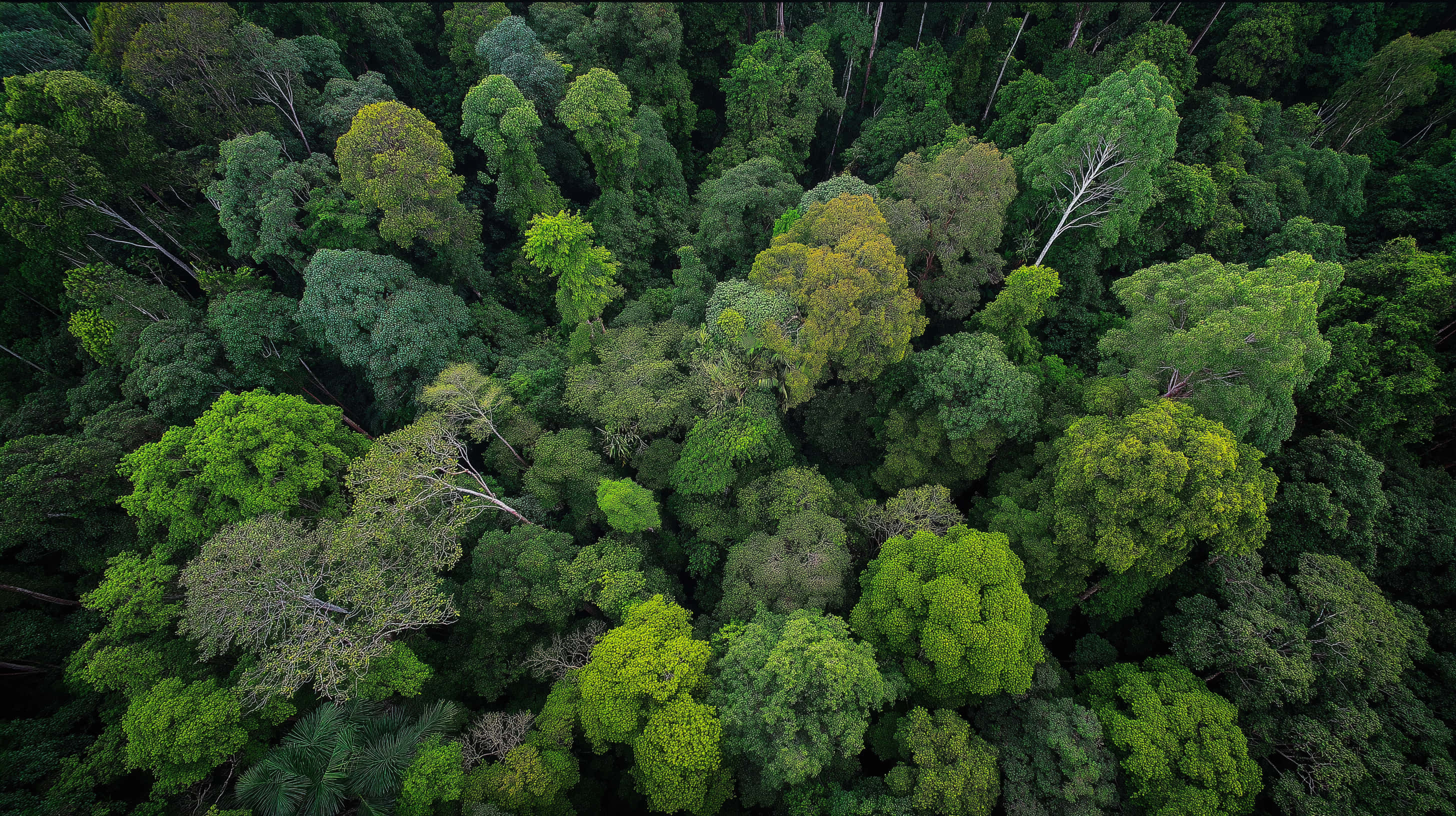 tropical jungle canopy, aerial view, dense tropical forest, 2K Desktop Wallpaper
