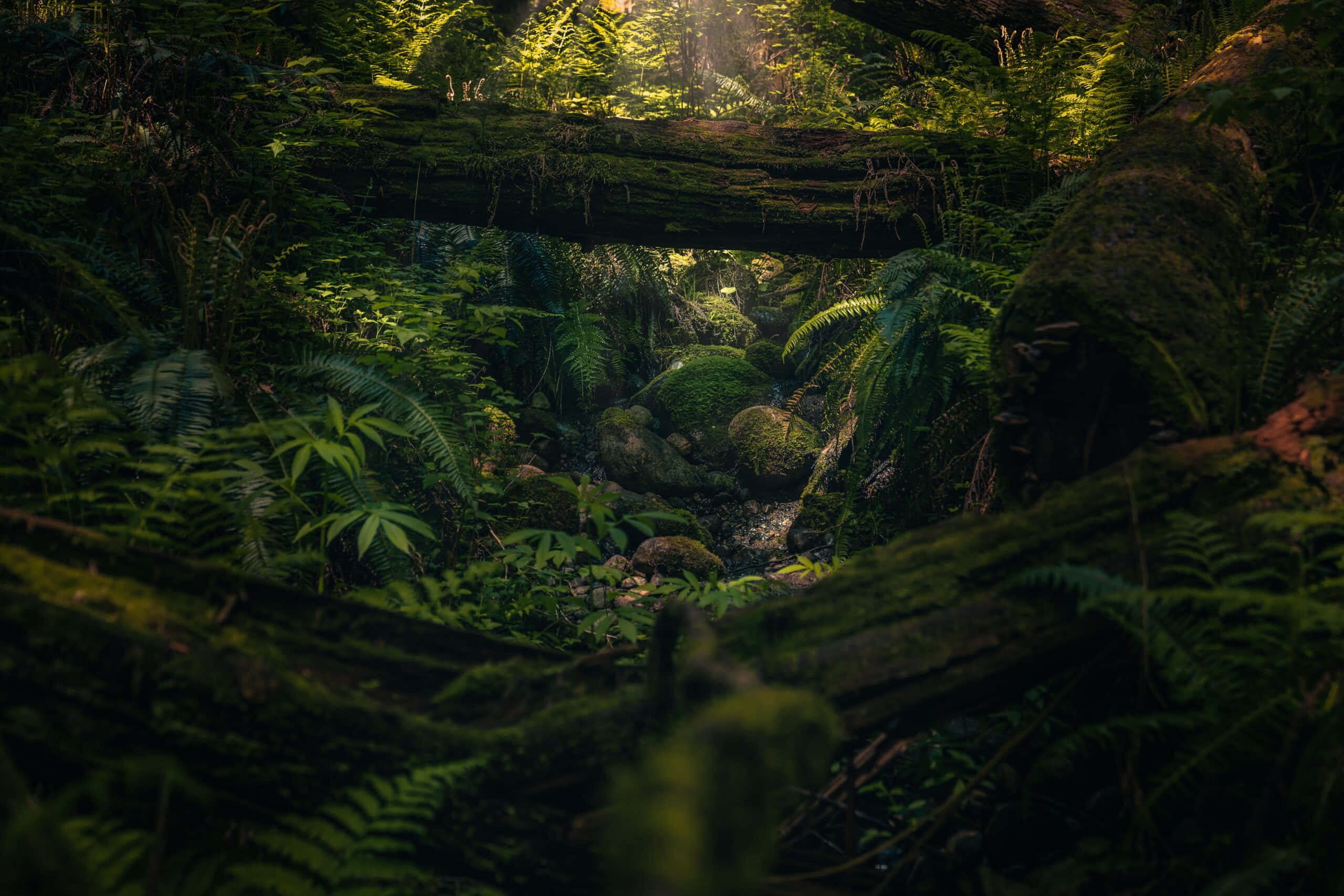 enchanted forest, sunlight, dense canopy, 2K Desktop Wallpaper