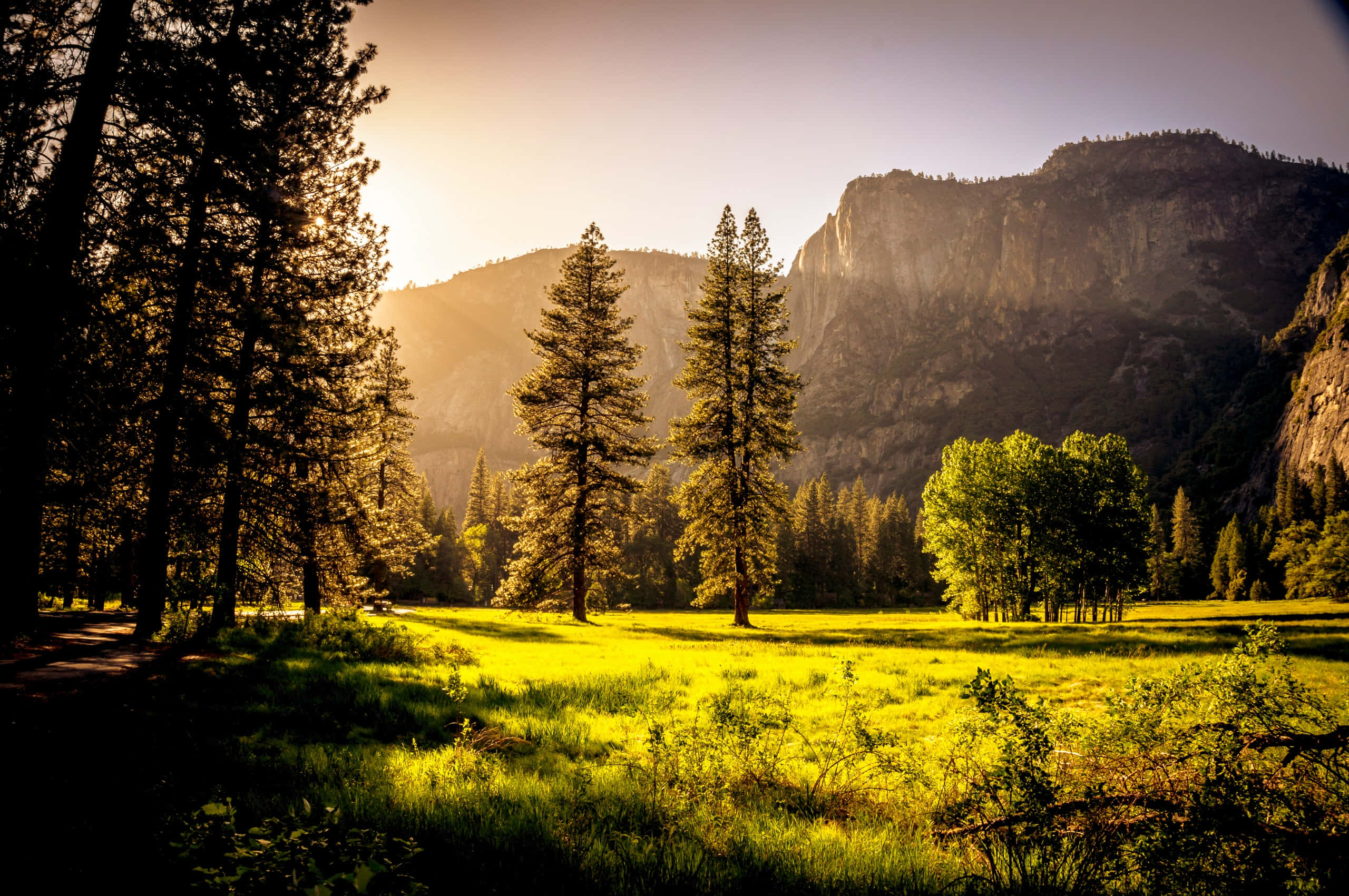 sunset glow, forest meadow, golden sunlight, 2K Desktop Wallpaper