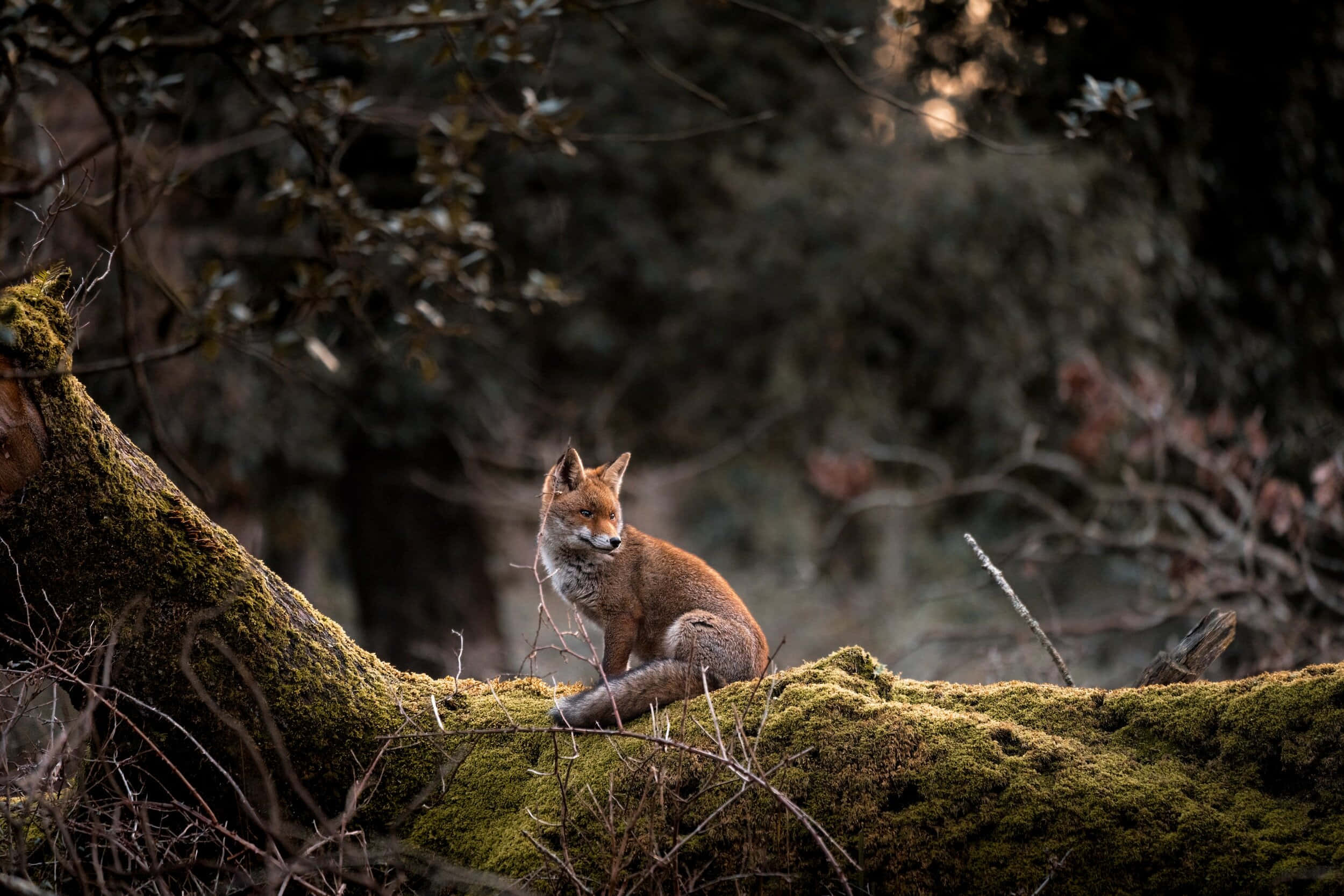 red fox, woodland glade, mossy fallen log, Full HD Desktop Wallpaper