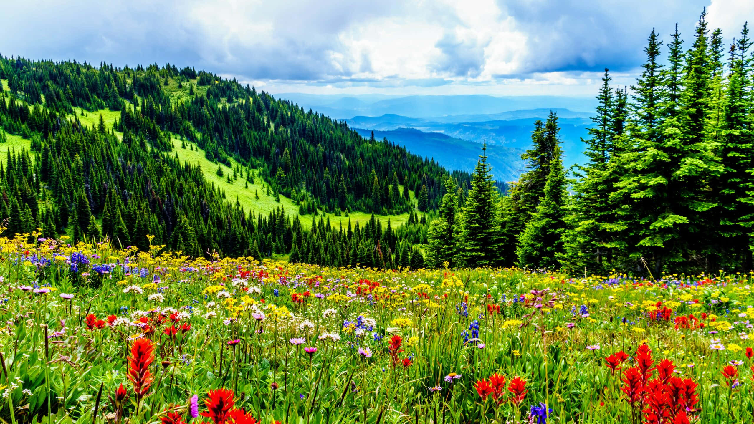 vibrant mountain meadow, wildflowers, evergreen trees, 2K Desktop Wallpaper
