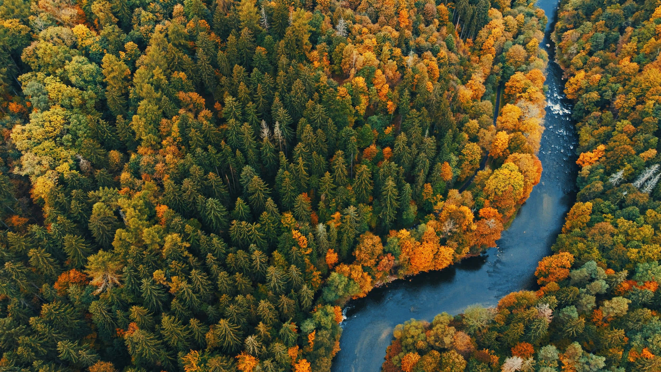 autumn forest river, aerial view, winding river, Full HD Desktop Wallpaper