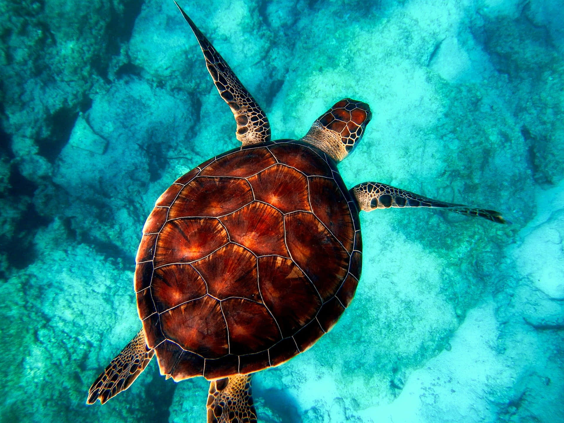 sea turtle, turquoise waters, sunlit coral reef, Full HD Desktop Wallpaper