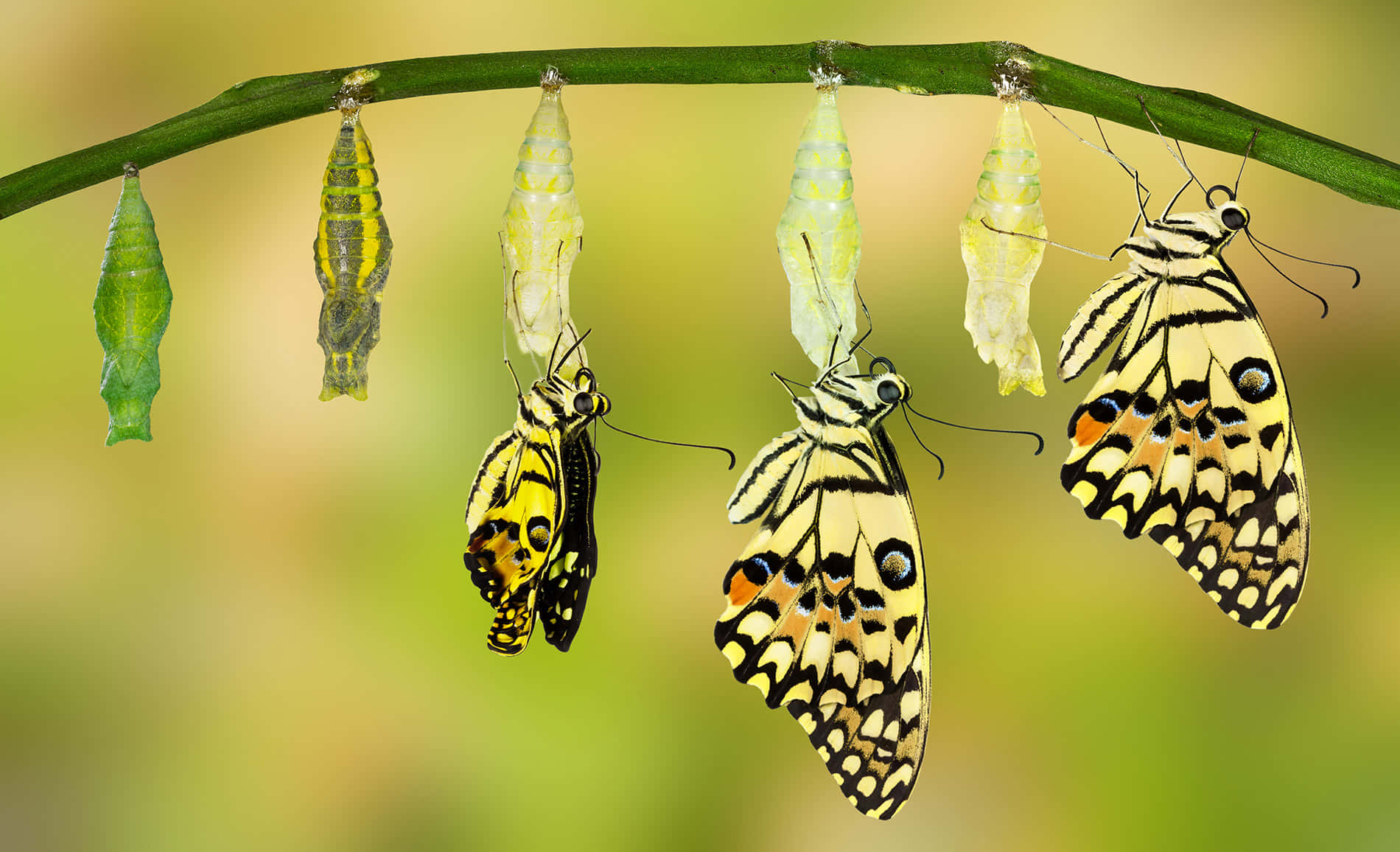 butterflies, chrysalises, green stem, HD Desktop Wallpaper