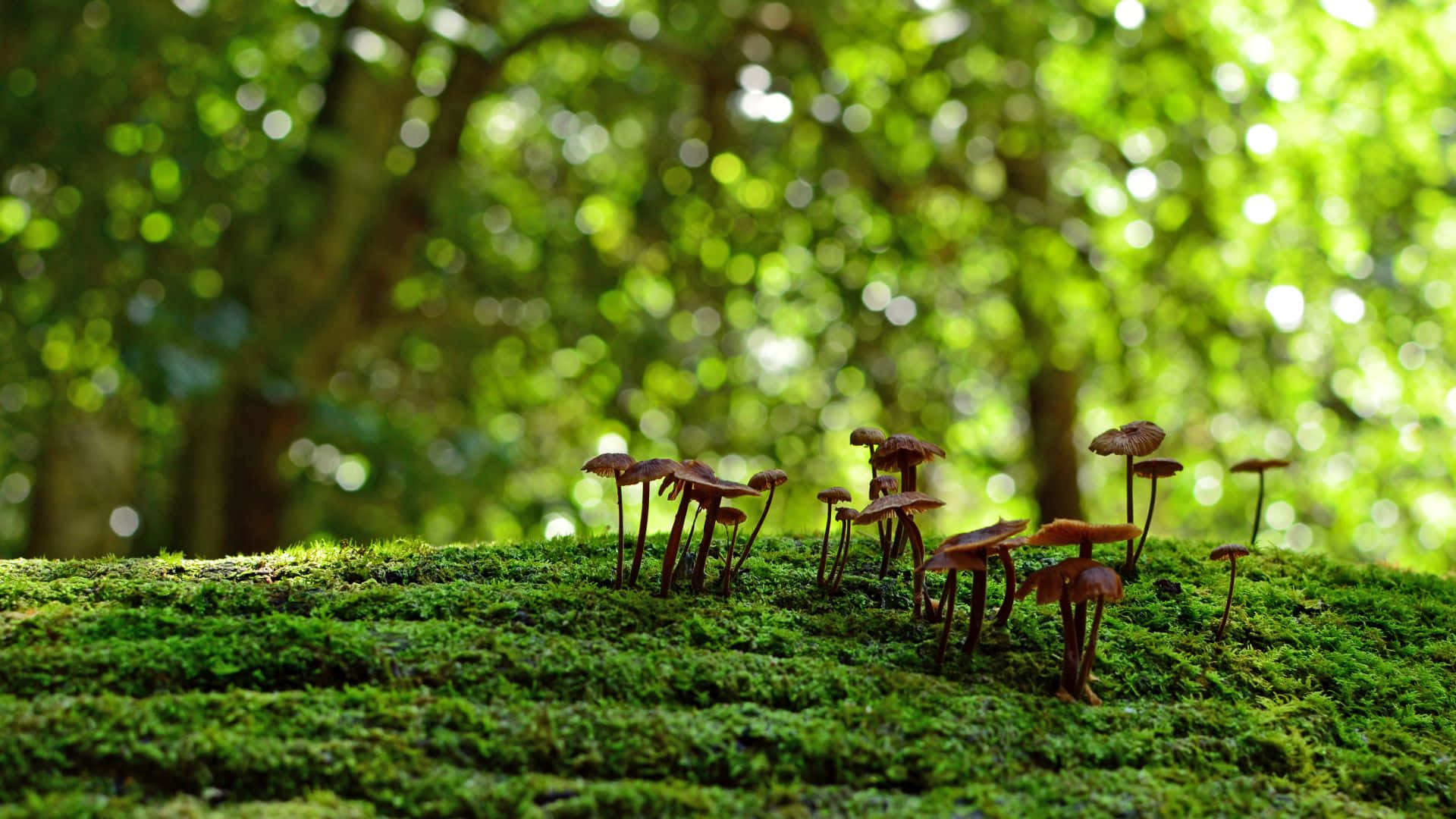 forest mushrooms, mossy ground, vibrant green moss, Full HD Desktop Wallpaper