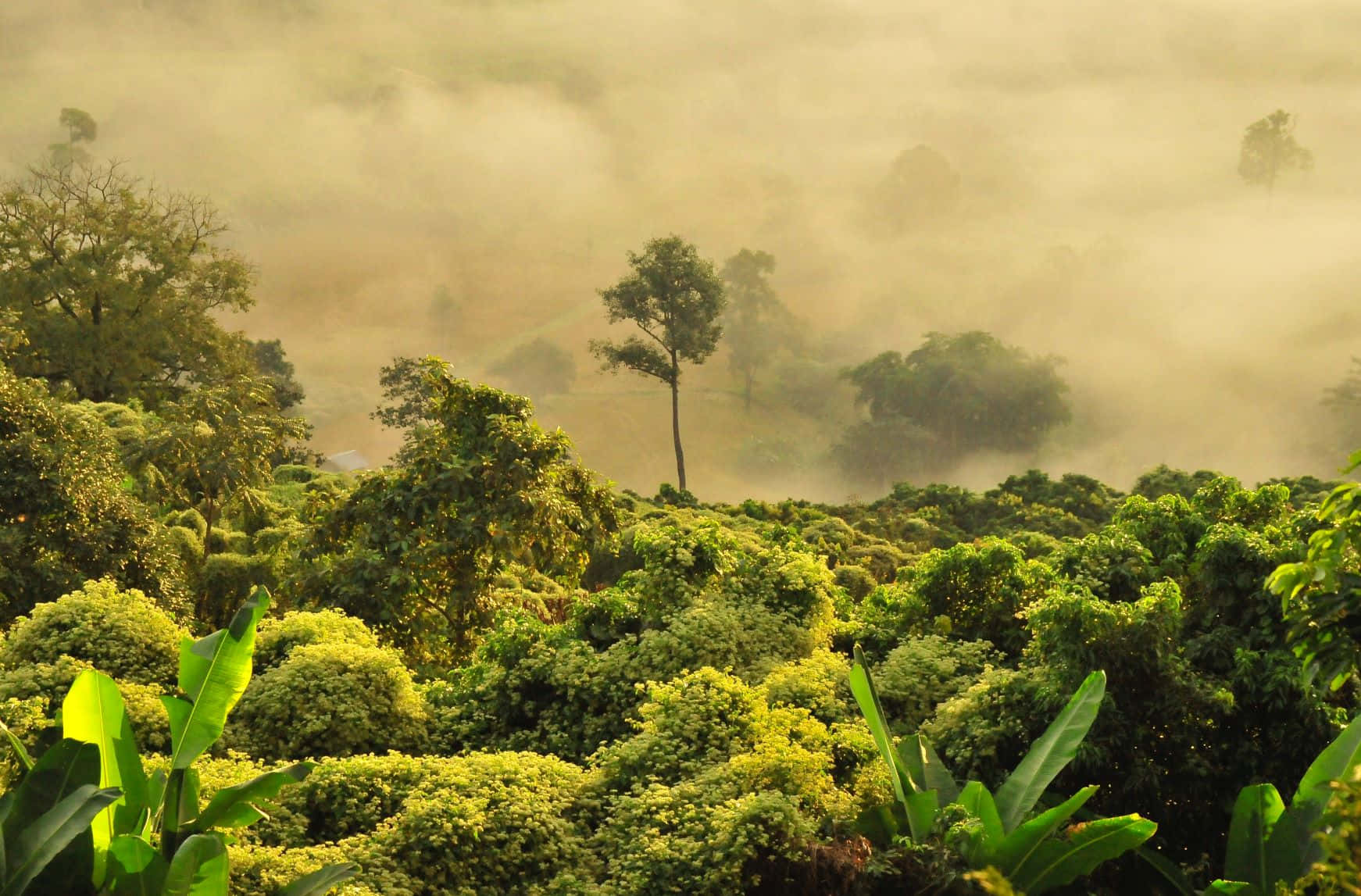 Misty tropical forest landscape, golden mist, lush green forest, HD Desktop Wallpaper