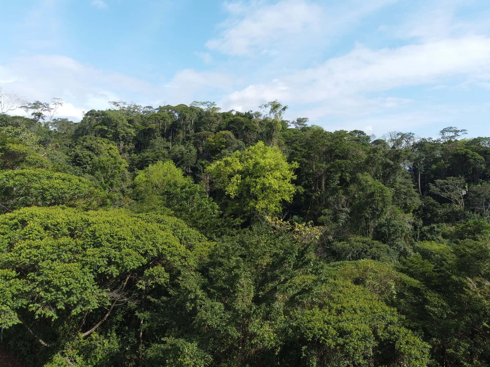 tropical rainforest canopy, lush green, bright blue sky, HD Desktop Wallpaper