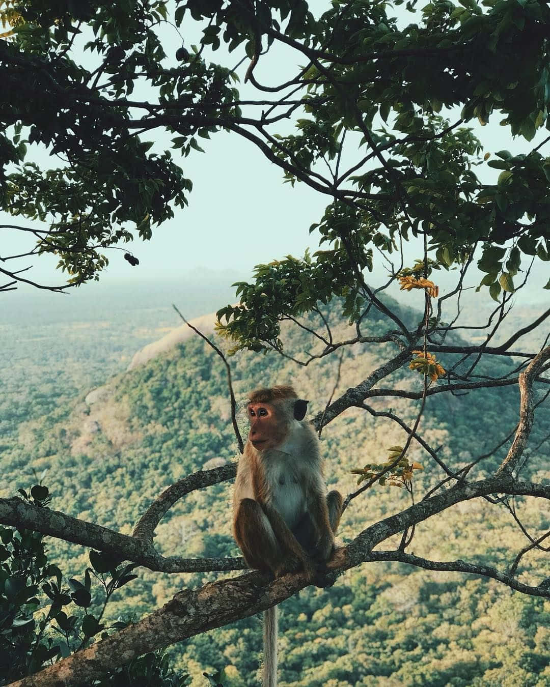 monkey, tree branch, green valley, HD Phone Wallpaper