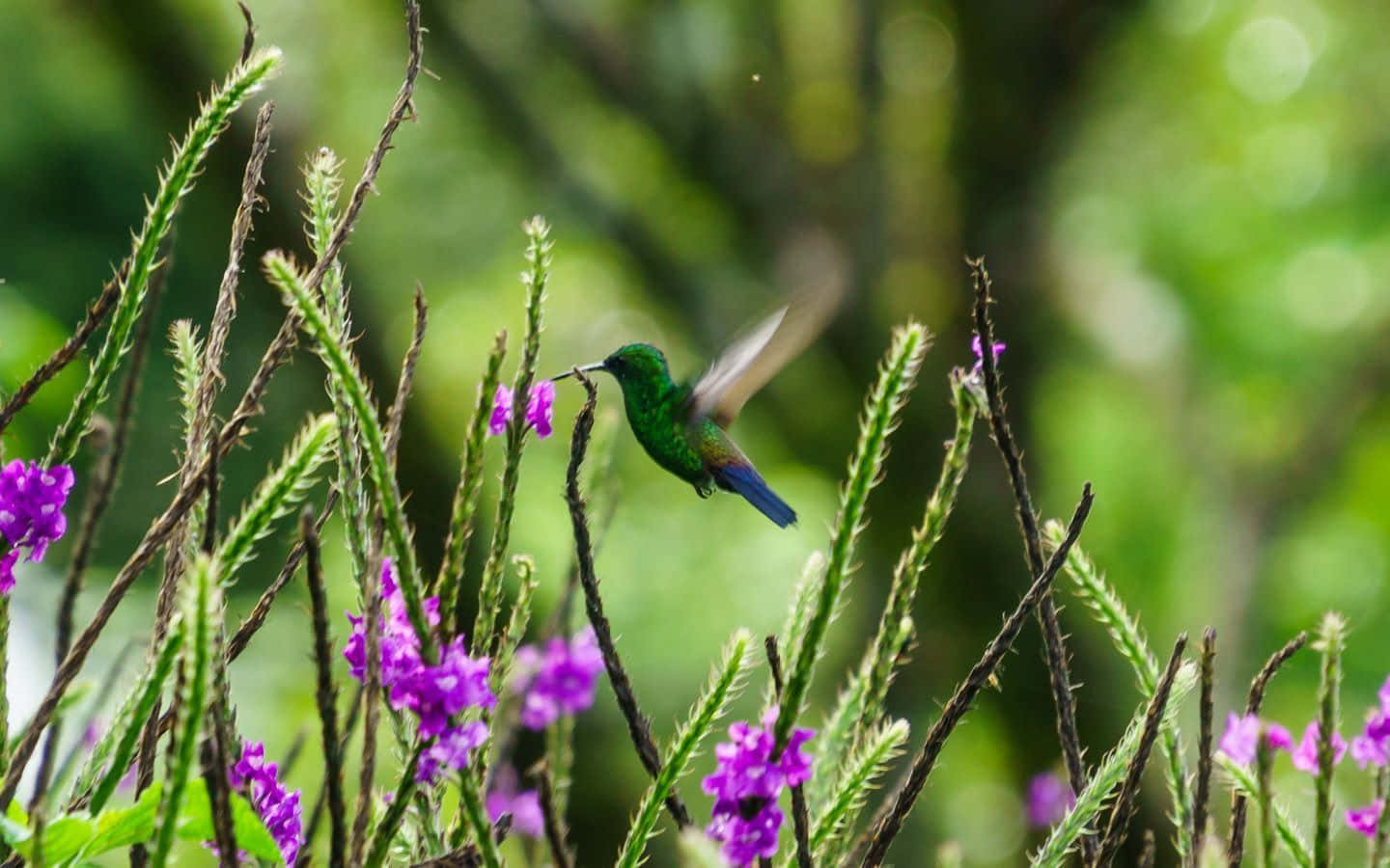 hummingbird, purple flowers, lush green forest, HD Desktop Wallpaper