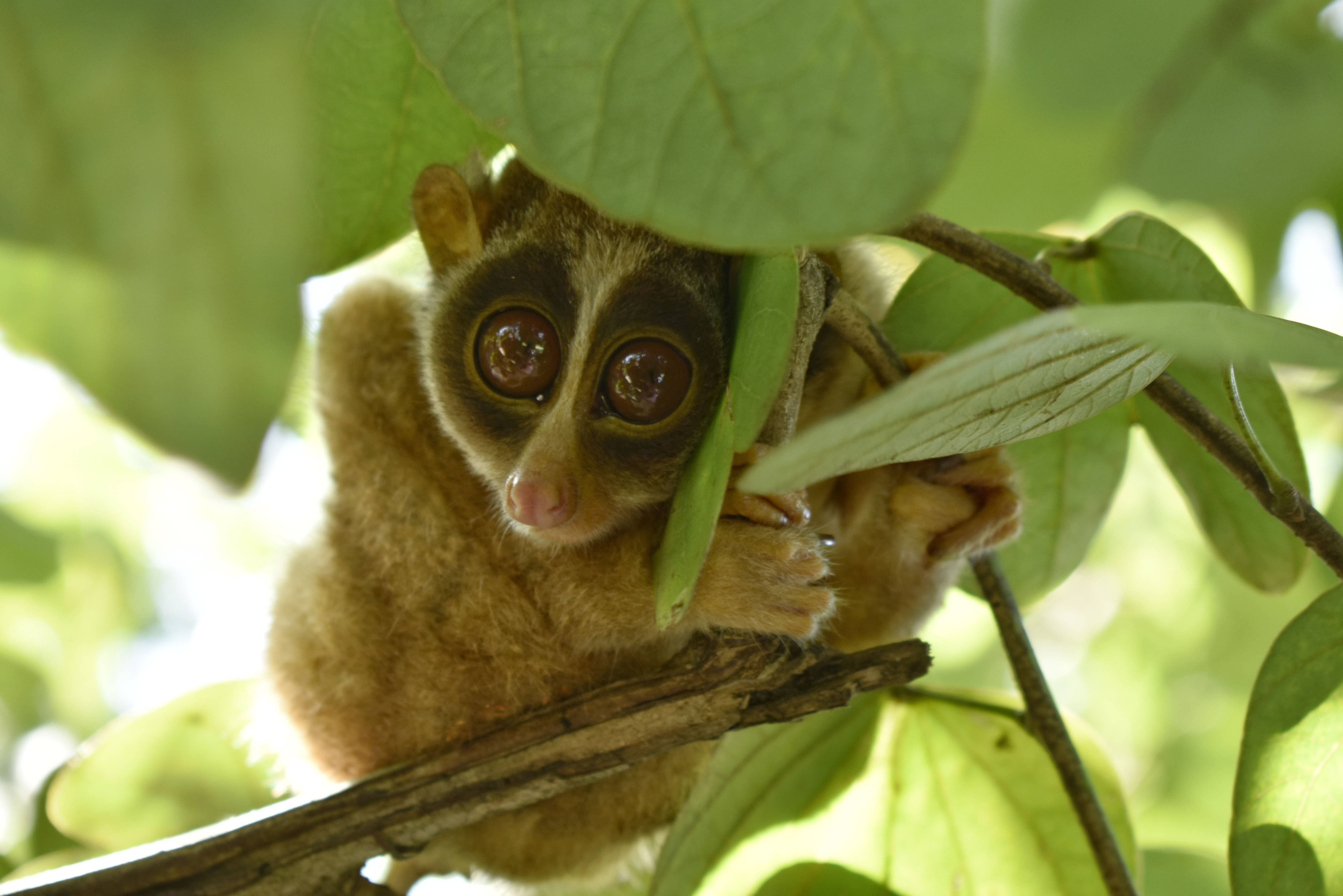slow loris, lush green leaves, sunlit jungle, 5K Desktop Wallpaper
