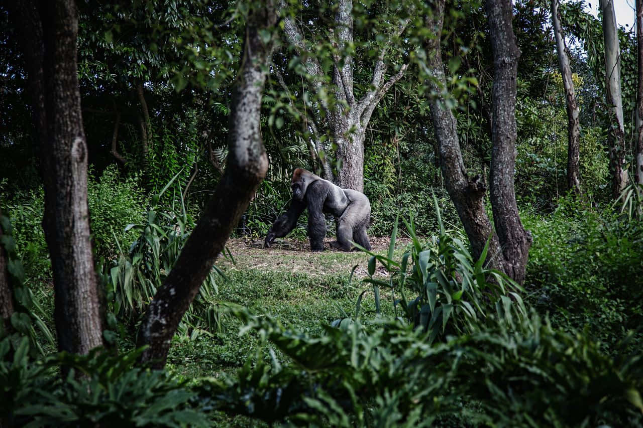 silverback gorilla, dense green forest, tree trunks, HD Desktop Wallpaper