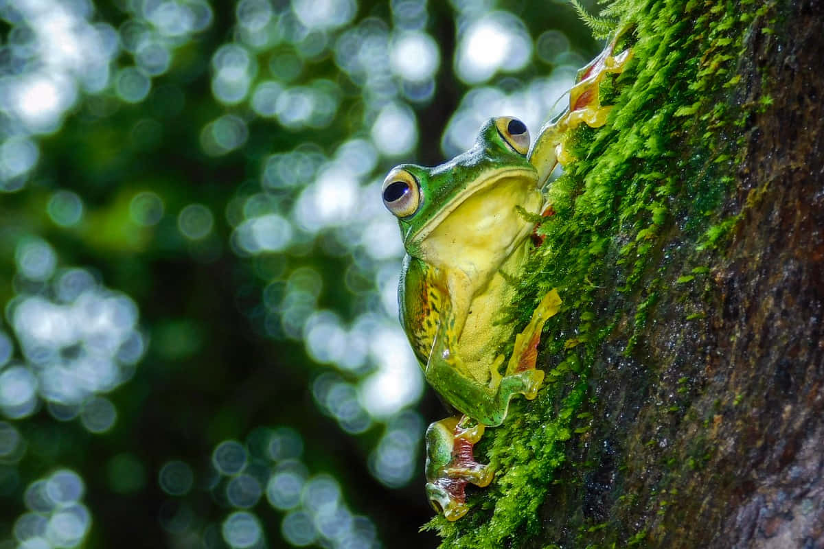 green tree frog, mossy tree trunk, blurred forest background, SD Desktop Wallpaper