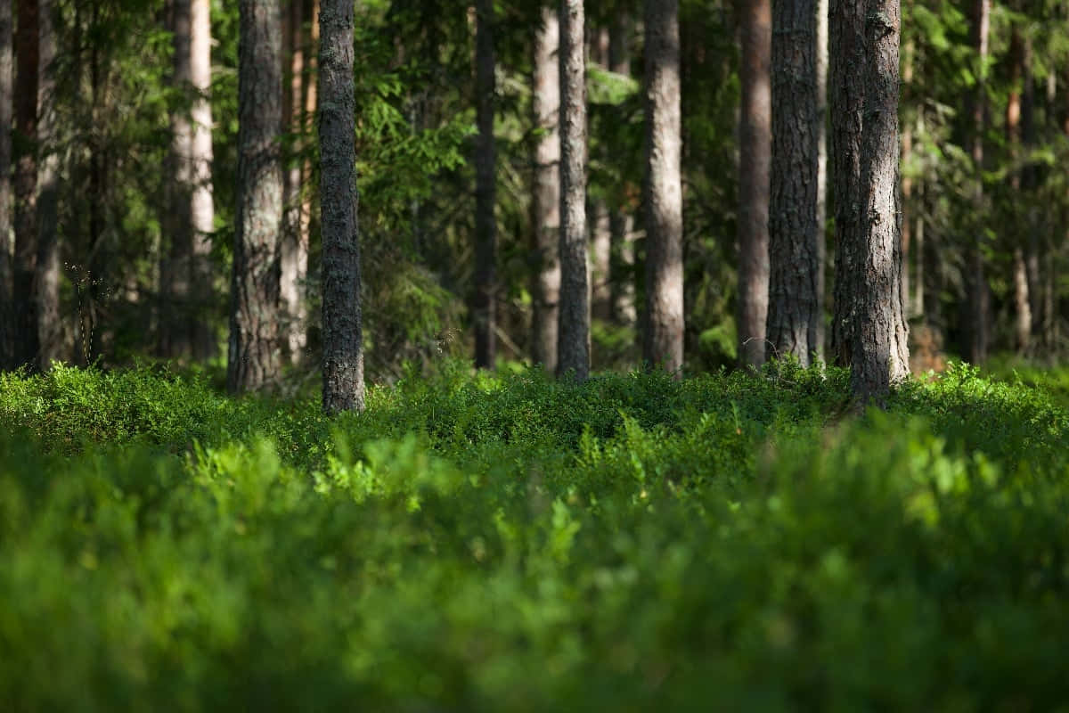 sunlit forest floor, pine trees, dappled shadows, SD Desktop Wallpaper