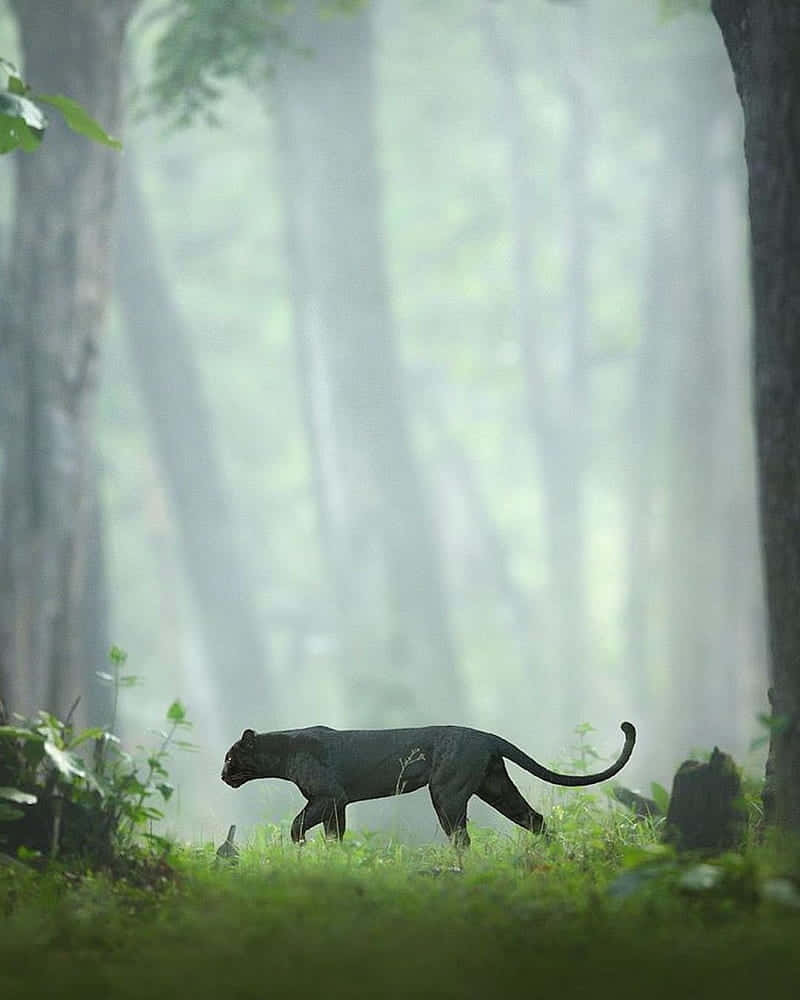 black panther, misty forest, sunlight filtering through tall trees, SD Phone Wallpaper