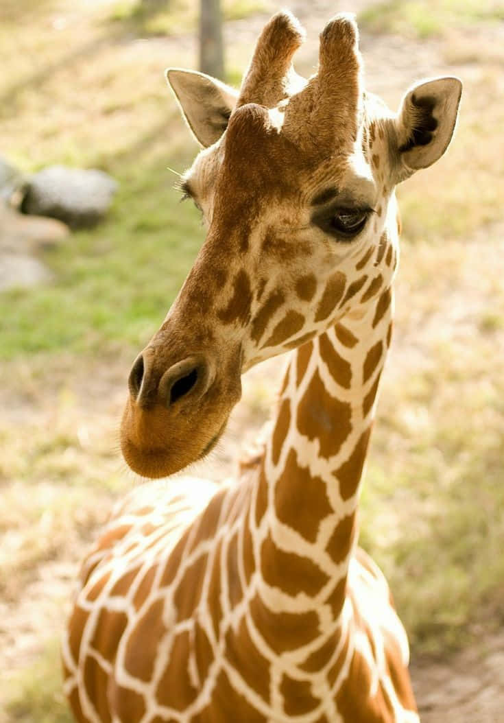 giraffe, brown and white patterned fur, sunlit grassy field, SD Phone Wallpaper