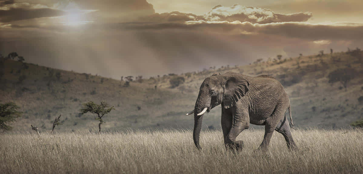 elephant, golden grass, sunset sky, SD Desktop Wallpaper