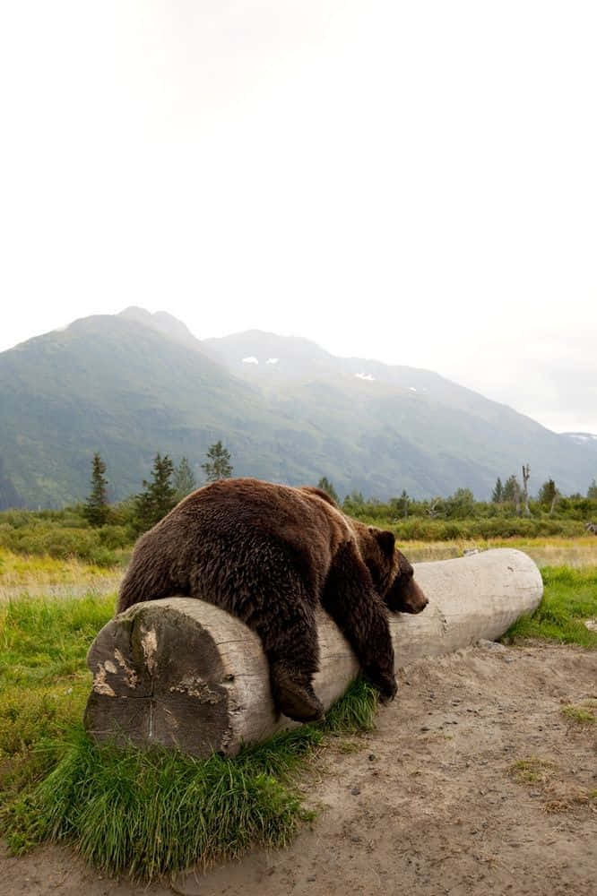 brown bear, fallen log, grassy field, SD Phone Wallpaper