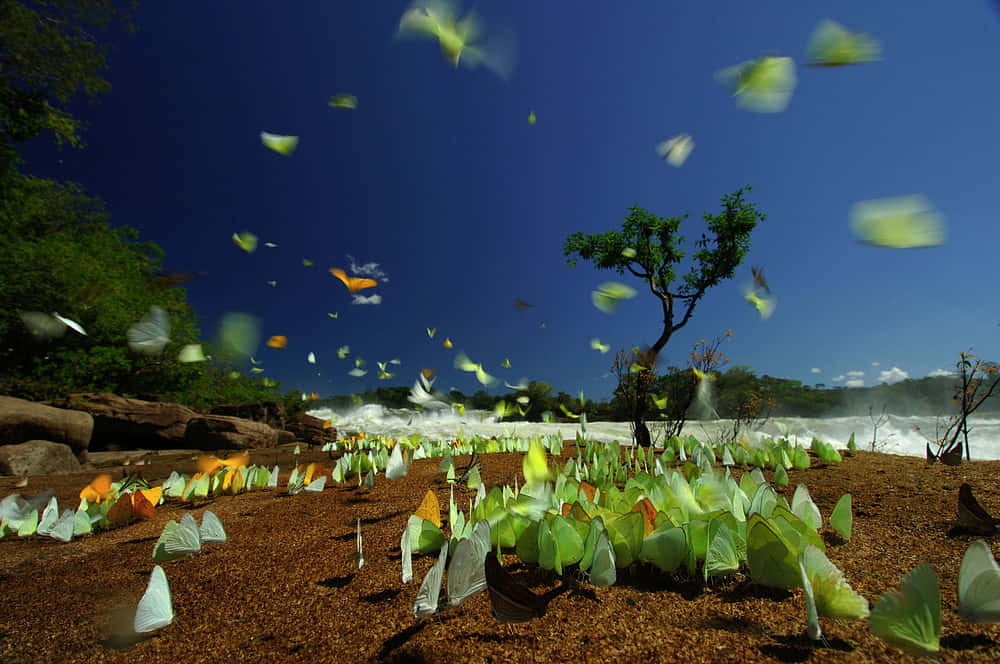 colorful toucan, lush green jungle, butterflies, SD Desktop Wallpaper