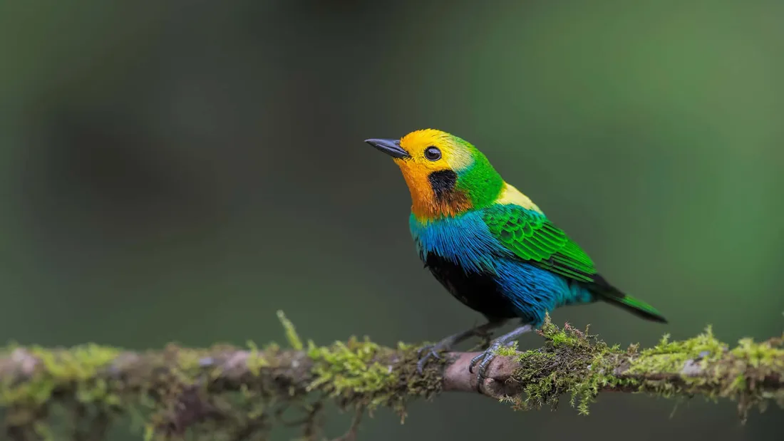 Bird iPhone