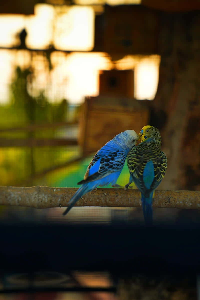Bird iPhone, budgerigars, branch, SD Phone Wallpaper